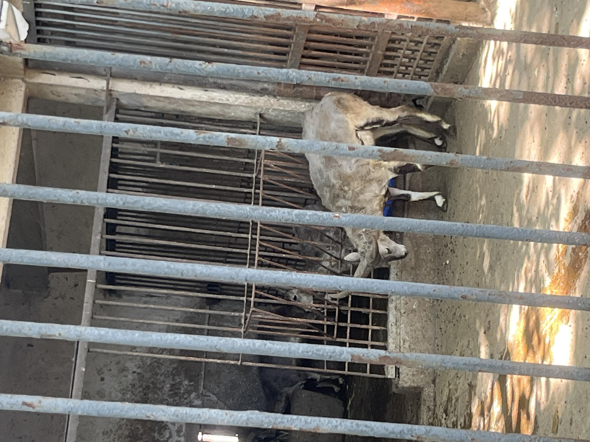 The image shows a goat in a pen at the Chongqing Zoo in Jiulongpo District, China. The pen is made of metal bars and has a concrete floor. The goat is light-colored and has blue hoof coverings. The image is taken from outside the pen, looking in.