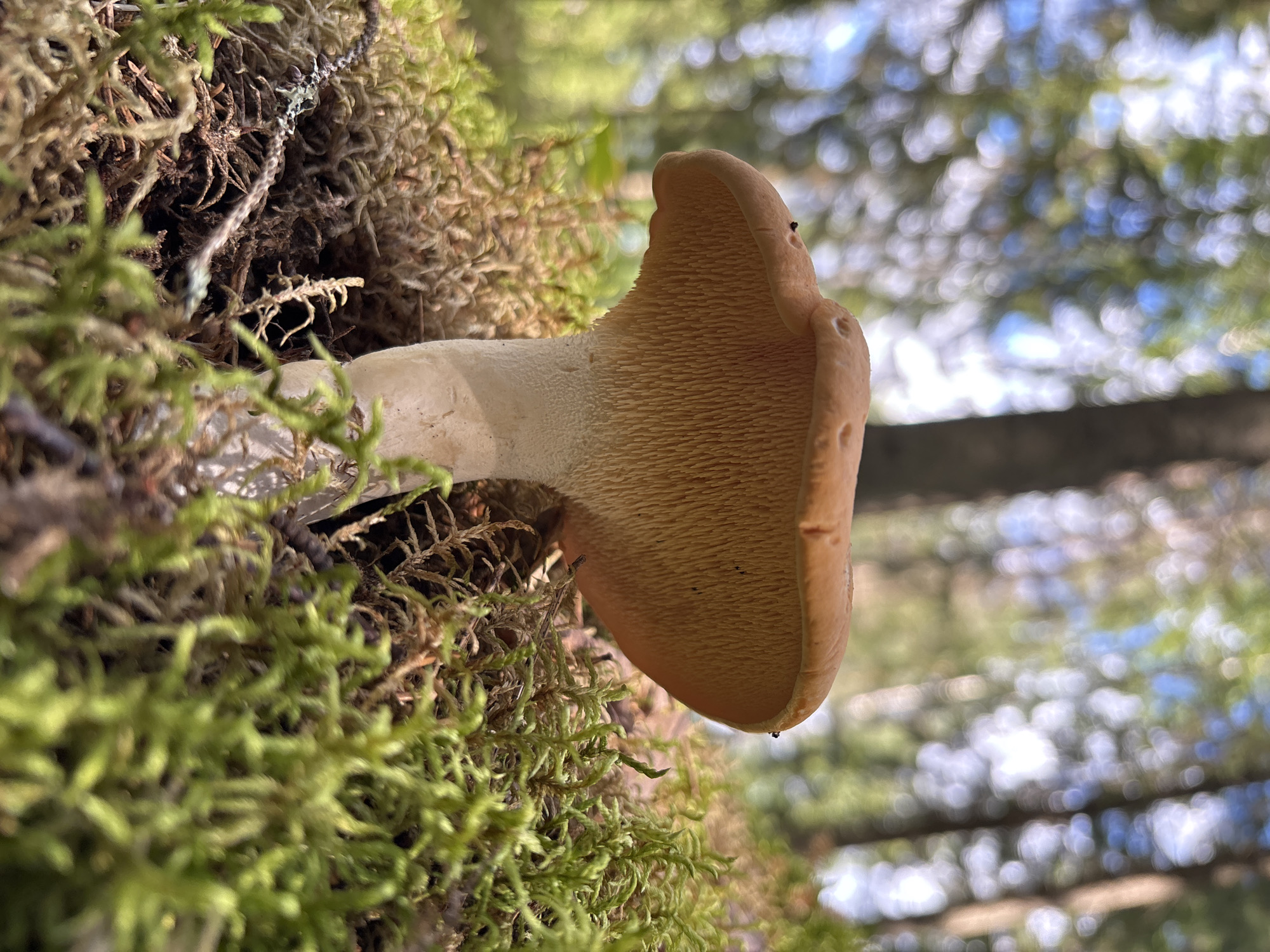 A low-angle, close-up shot captures a single hedgehog mushroom (Hydnum repandum) emerging from mossy forest floor in Savonlinna, Finland. The mushroom's cap is a light tan color, with a slightly wavy edge, and its underside is covered in downward-pointing spines, a characteristic feature of the species. The stem is pale and appears sturdy, blending into the surrounding environment. The forest floor is covered in a lush carpet of vibrant green moss, interspersed with brown pine needles and decaying organic matter. In the background, out-of-focus trees with dappled sunlight filtering through their leaves create a soft, green and blue bokeh effect. The overall scene suggests a natural woodland setting, likely within the extensive forests surrounding Savonlinna. There are no people or man-made objects visible in the image.