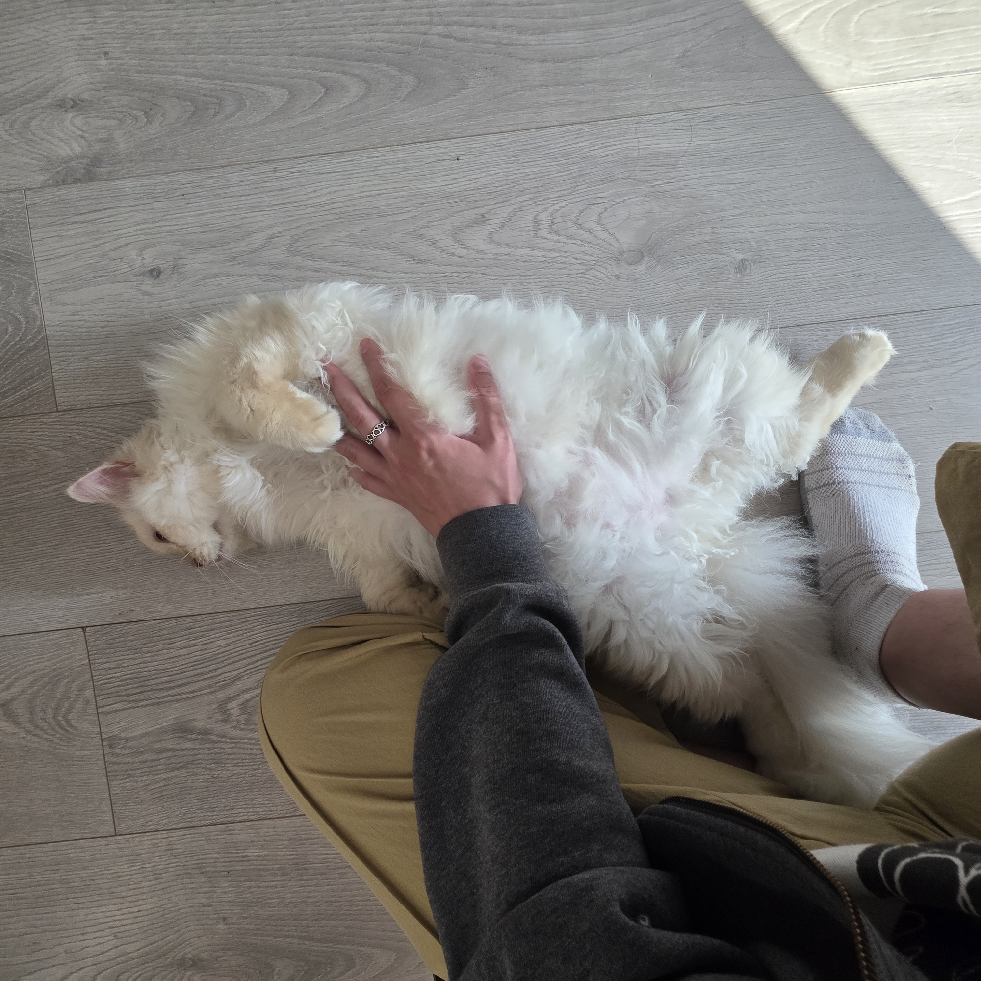 In Portland, Oregon, a person wearing tan pants and a gray hooded jacket rests their hand on a fluffy white cat lying on its back on a light gray wooden floor. The cat's belly is exposed, and its eyes are closed. The person's hand, adorned with a silver ring, is gently stroking the cat's fur. Sunlight streams in from the right side of the image, casting a diagonal shadow across the floor. The scene appears to be indoors, possibly in a residential setting.