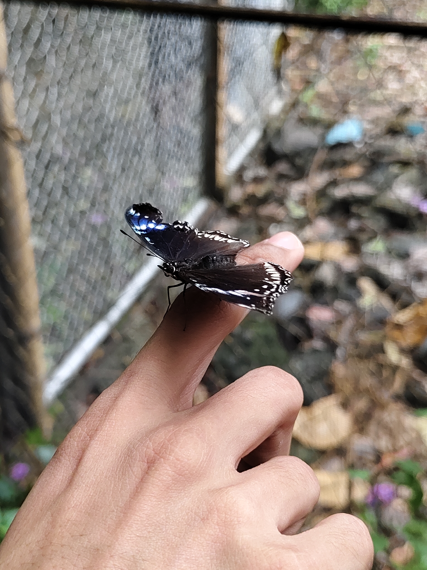 A butterfly with black wings, edged with white, and iridescent blue markings on its upper wings, rests on a person's index finger. The butterfly is positioned with its head facing left and its wings slightly open, revealing its intricate patterns. The finger is extended, with the butterfly perched on the tip. The background is blurred, showing a chain-link fence, some foliage, and debris on the ground. The lighting suggests it is daytime, possibly overcast.