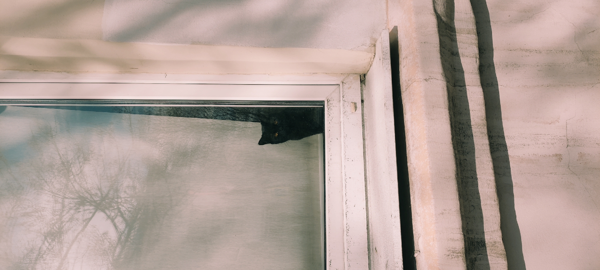 A close-up shot depicts a white window frame set against a pale pink wall. Inside the window, a black cat peers down, its yellow eyes faintly visible. The window reflects the bare branches of trees, blurring the boundary between interior and exterior. To the right of the window, the wall is marked by three vertical indentations. The scene is from Fryazino, Russia.