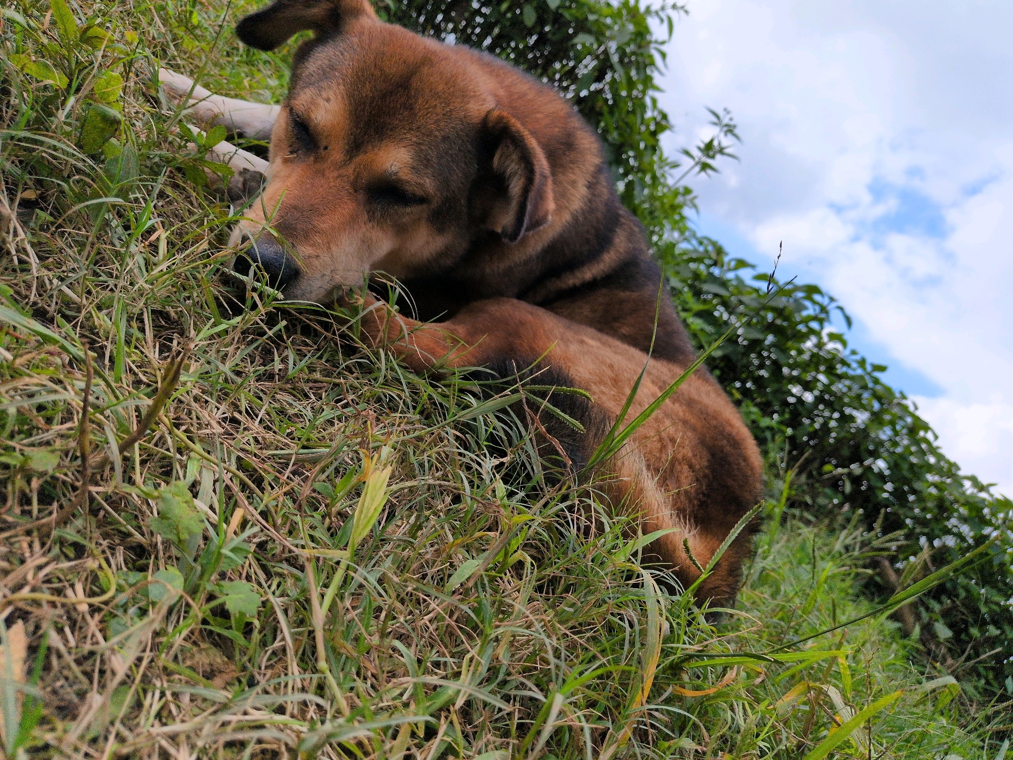 An adult brown and black dog is lying on its side in a patch of green grass on a slightly inclined terrain. The dog's eyes are closed, suggesting it is sleeping or resting. Its front paws are tucked underneath its head. In the background, there are green bushes and a cloudy blue sky. The image was captured in Kapurkot, Nepal.