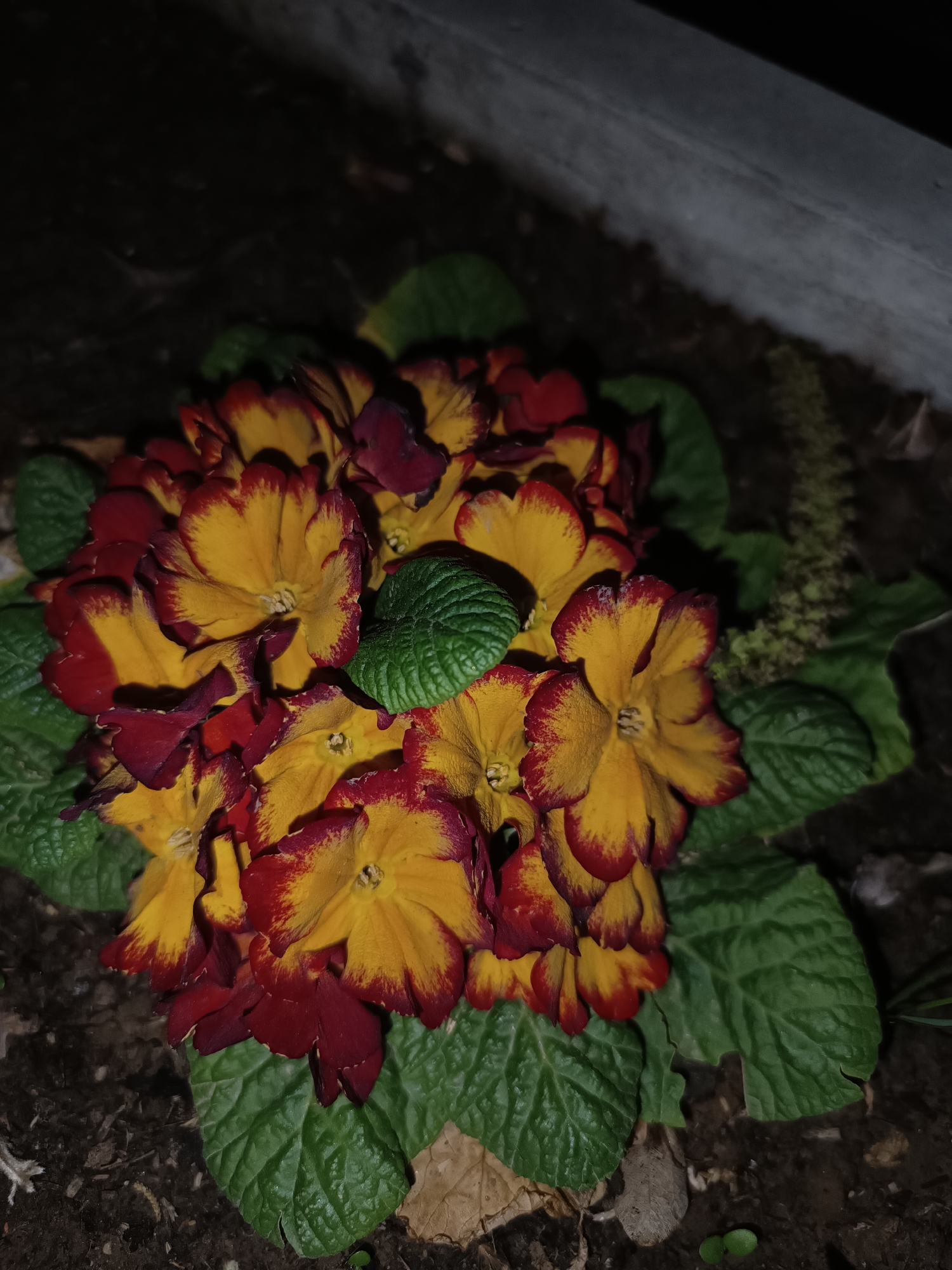 The image displays a close-up of a vibrant cluster of flowers, likely primroses, set against a dark background. The central subjects are numerous bi-colored blossoms, predominantly bright yellow with a distinct, rich red or burgundy border on each petal. These flowers are tightly packed, forming a dense mound.
Surrounding the flower cluster are several dark green, textured leaves with visible veins, characteristic of primrose foliage. Some of these leaves are slightly curled or ruffled. The plant appears to be growing in dark, rich soil, which is visible beneath and around the leaves and flowers.
The lighting suggests a low-light or night-time setting, with the flowers well-illuminated by an artificial light source, causing them to stand out prominently against the darker surroundings. In the upper right quadrant of the image, a blurry, elongated, light green, fuzzy plant structure, possibly a developing flower stalk or another type of plant, is visible. Above this, and extending across the top, there's a dark, indistinct background, possibly a wall or another structure, partially visible as a horizontal greyish band in the cropped images.
The overall scene is a still life, focusing solely on the beauty of the blooming plant. There are no people, visible activities, or discernible text. The location context of Pleven, Bulgaria, is provided but not explicitly visible within the image itself.