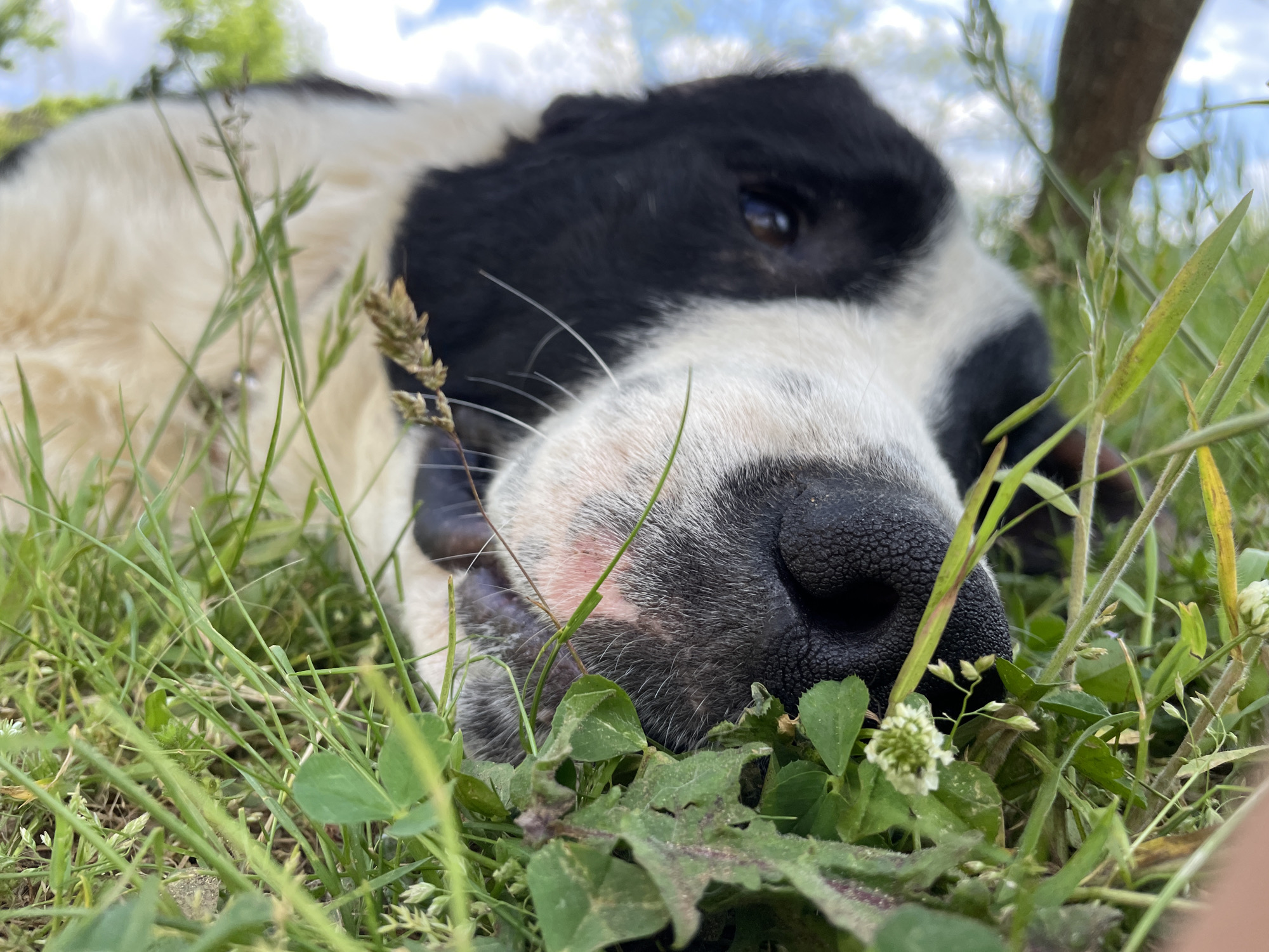 A close-up, ground-level shot depicts a black and white dog lying in green grass and clover, presumably outdoors. The dog's nose is prominent in the foreground, and its head is positioned between tufts of grass and clover. The background features blurry foliage and a glimpse of the sky, with a branch appearing in the upper right corner. There are no visible human subjects or indications of a specific location, such as Zlatograd, Bulgaria. The focus is on the dog resting amongst the vegetation.