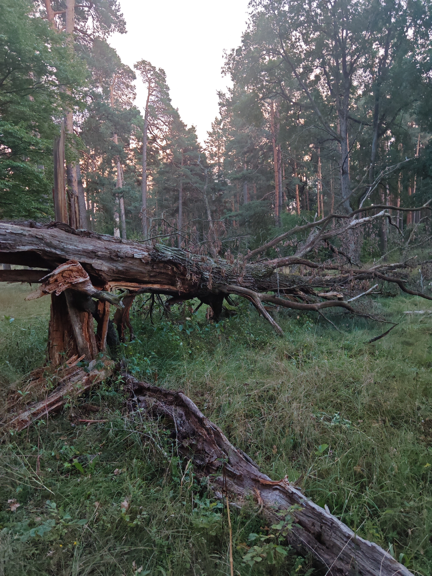 A fallen, aged tree lies horizontally across a grassy forest floor. The tree's trunk is thick and appears to be made of decaying wood, with large sections broken off near the base, exposing a rough, splintered interior. Numerous branches, some still attached and others broken, extend from the trunk, creating a tangled network. The forest surrounding the tree consists of tall, mature trees, primarily pines, with dense green foliage. The ground is covered in a mix of green grass and smaller plants, with some fallen leaves and twigs scattered throughout. The sky is visible through the tree canopy, appearing pale and possibly overcast or at dusk. The scene is set in a natural, wooded area. This image does not depict the city of Homyel, Belarus; it shows a forested environment.