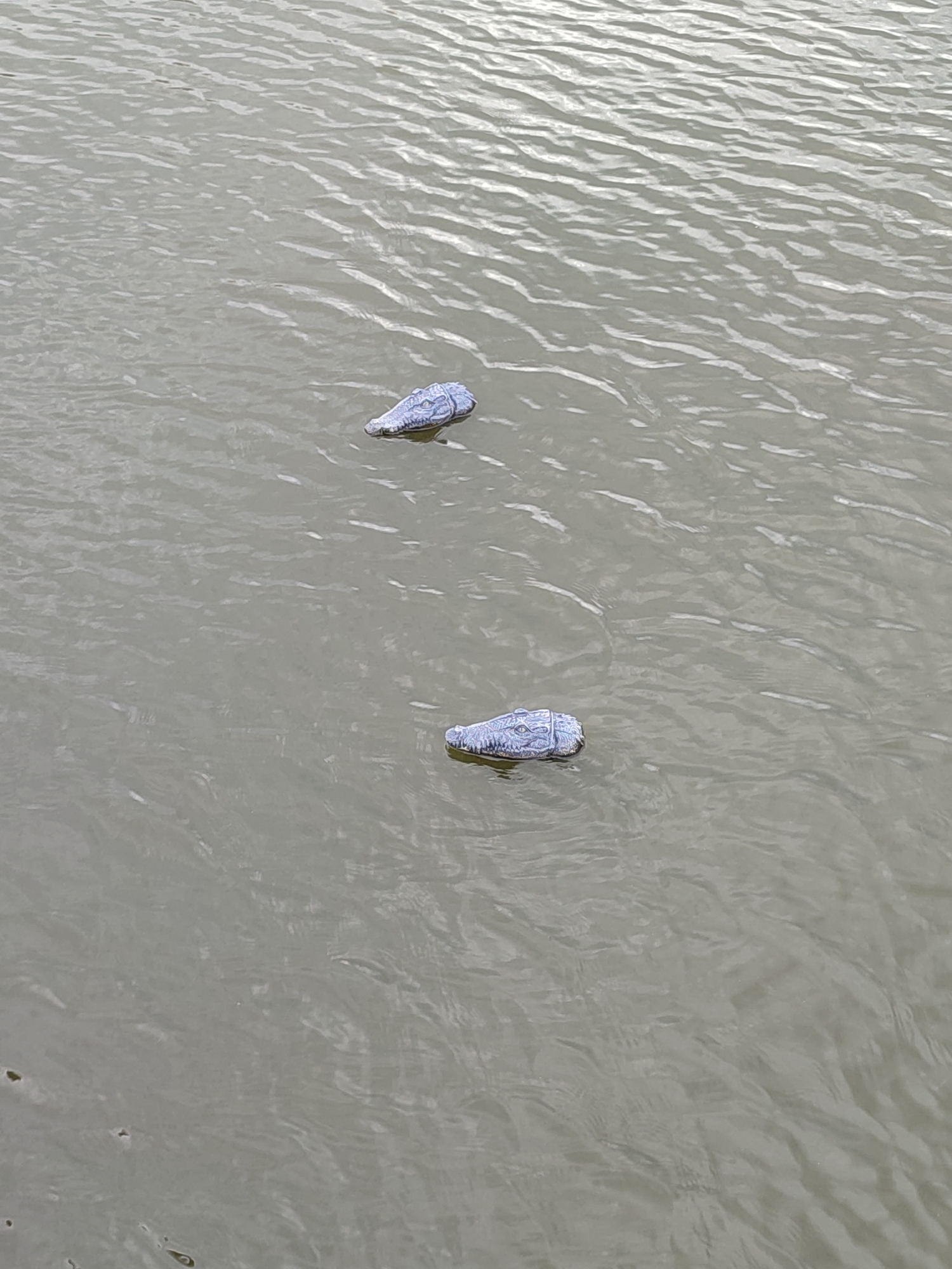 In Shcherbani, Ukraine, two artificial alligator decoys float on the surface of a body of water. The decoys are light blue and textured to resemble alligator skin. The water is murky and shows ripples, suggesting a calm but moving surface. The scene is devoid of any human presence or natural wildlife.