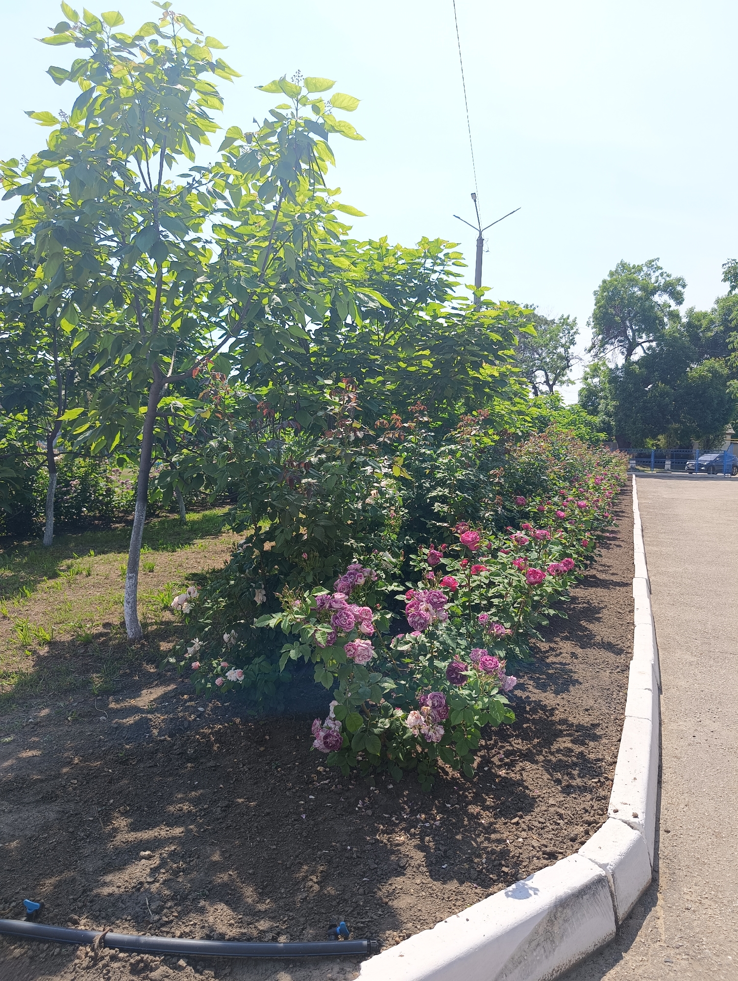 This image displays an outdoor scene in Maiaky, Ukraine, featuring a cultivated landscape alongside a paved area under a clear, bright sky. On the left side, several young deciduous trees with vibrant green foliage and lower trunks painted white are rooted in a patch of sparse grass. Extending horizontally across the mid-ground, a linear planter bed is visible. The foreground of this bed contains numerous rose bushes bearing pink and purple flowers, some exhibiting faded or variegated petals. The soil in this section appears freshly cultivated, and a black irrigation hose with two blue shut-off valves is positioned along the bottom left edge of the planter. Further into the bed, an array of green shrubs and additional rose bushes with pink blooms are present. The planter bed is bordered on its right side by a segmented white concrete curb, which separates it from a light gray paved path or roadway that recedes into the background. In the upper right quadrant, a utility pole supporting a street light and a single overhead wire is visible against the bright sky, rising above a dense line of mature green trees. Partially obscured by these trees in the distant background, a section of a blue metal fence or gate, a dark-colored parked automobile, and a portion of a light-colored building can be discerned. The scene is illuminated by direct sunlight, creating distinct shadows on the ground from the vegetation and structures. No individuals or animals are present in the frame.
