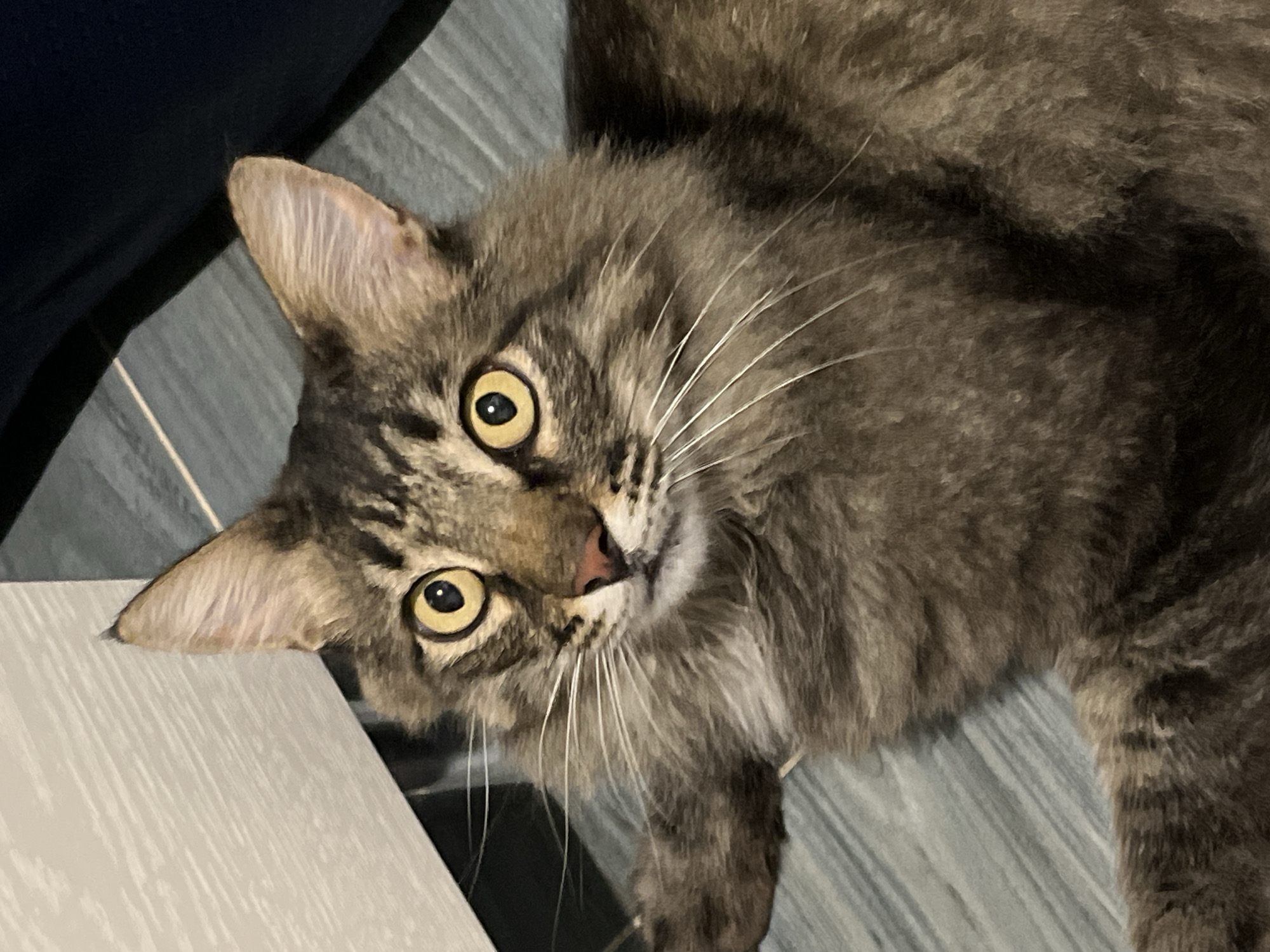 A tabby cat with bright yellow eyes is lying on a floor with a wood-grain pattern. The cat has long, fluffy fur and is looking directly at the camera. To the left of the cat is a light-colored, textured surface, possibly a piece of furniture. To the right and behind the cat, a dark blue surface is visible, possibly fabric. The scene appears to be indoors, in a domestic setting. There is no indication of the city of Krasnyye Barrikady, Russia in the image.