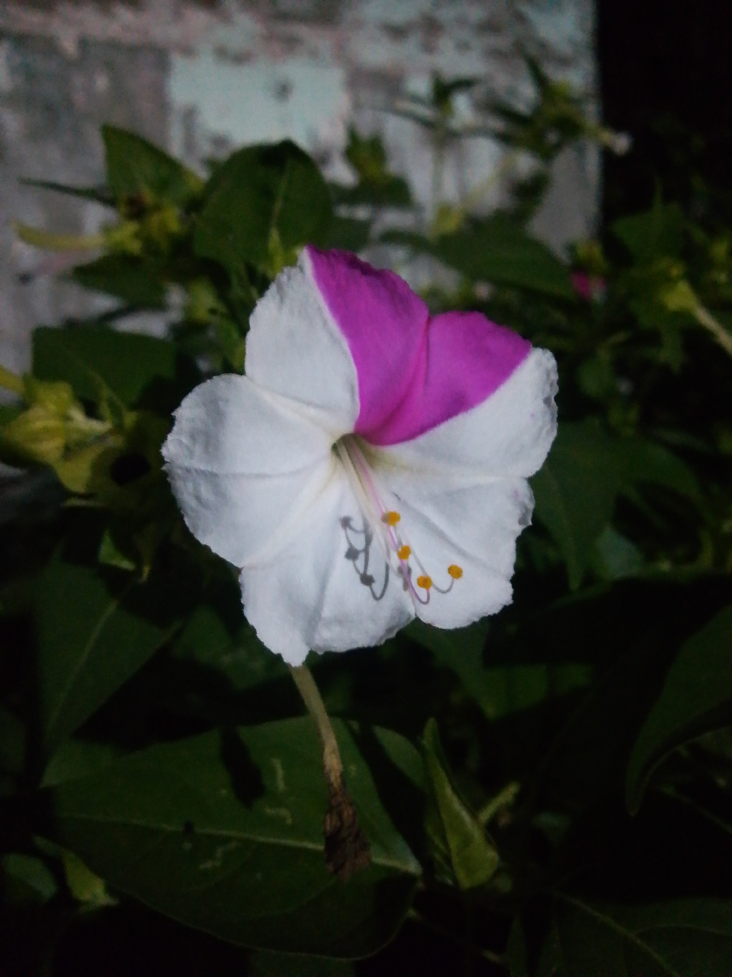 A close-up, low-light photograph shows a single flower with white petals tinged with pink on a portion of the upper petals. The flower's stamen are visible, featuring yellow anthers. The flower is surrounded by dark green foliage. The background consists of a textured, grayish-white wall with some blurred elements. The scene is set in the city of Ubitpayaitek, Indonesia.