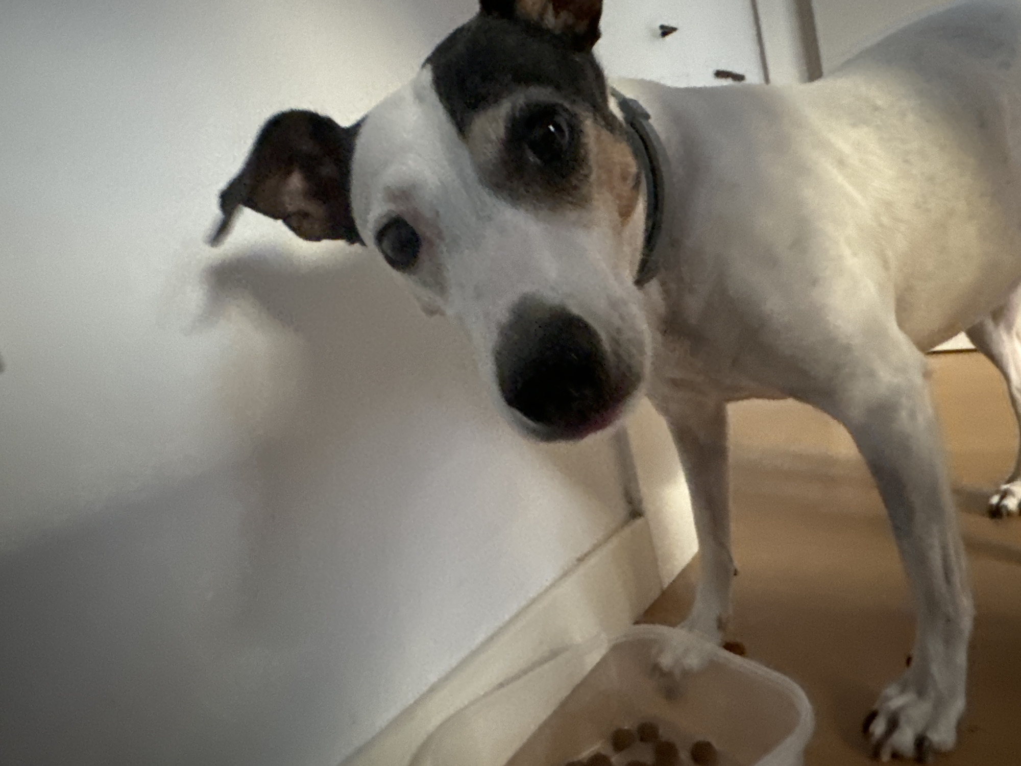 A medium-sized dog with white and black markings is looking into the camera at a low angle. The dog has a black patch over one eye and a black marking on its forehead and ears. It is wearing a dark collar. The dog is standing on a wooden floor next to a white wall. In the foreground, there is a white plastic container with dog food inside. The scene appears to be indoors, possibly a home, and there is no indication of a specific location in Murcia, Spain.