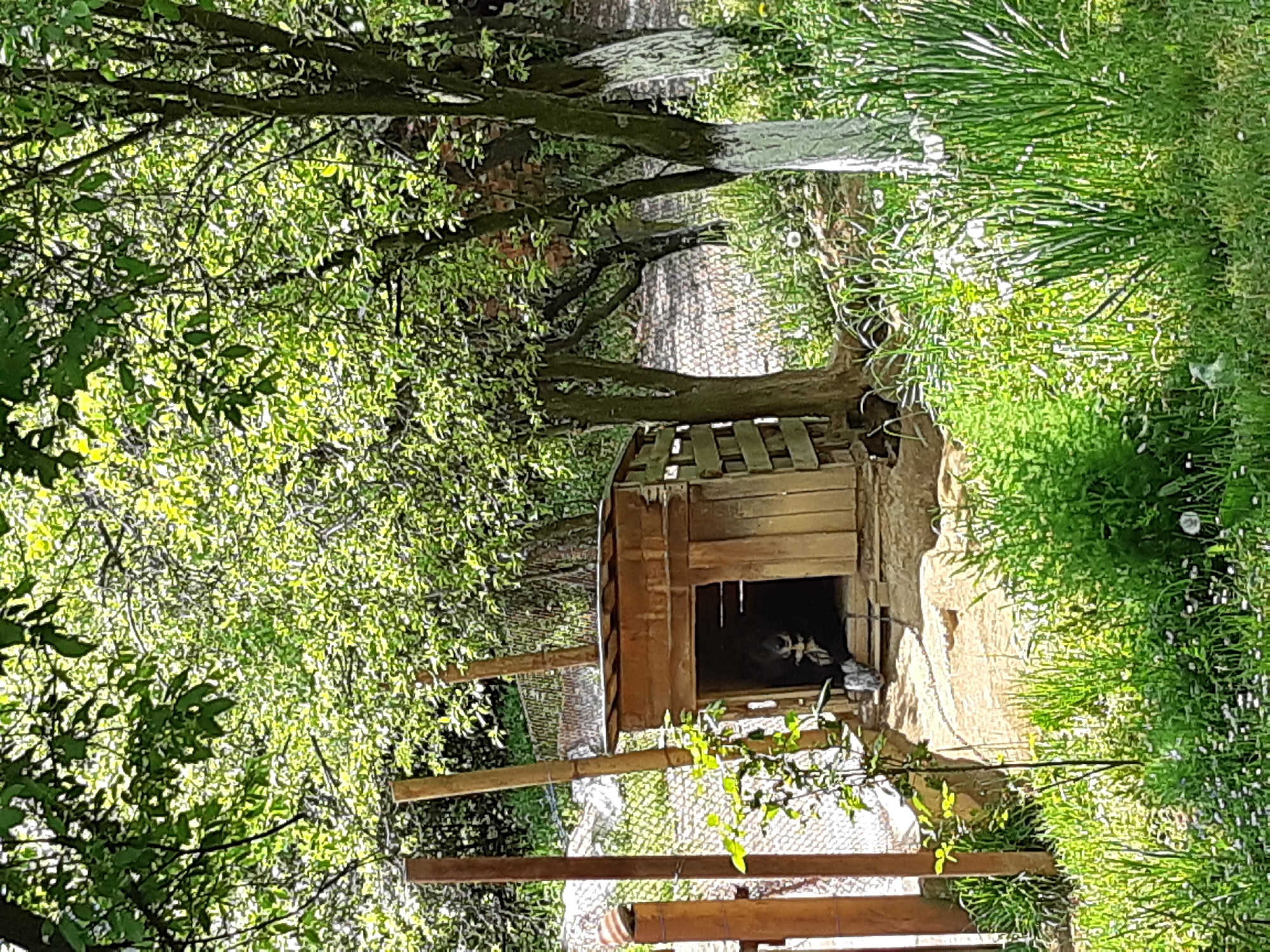 The image depicts an outdoor scene, likely a natural garden or animal enclosure, in a bright, sunny daytime setting. The camera is positioned looking towards a wooden structure, possibly an animal house or shelter, situated slightly off-center to the right.
Inside the dark opening of the wooden hut, an animal is partially visible. It appears to be a raccoon, distinguished by its dark fur and characteristic white markings on its face, resting or sleeping within the shelter. The wooden structure itself is rustic, made of planks, and shows some wear.
The scene is surrounded by lush green foliage. To the left and behind the wooden hut, numerous trees with dense, bright green leaves create a leafy canopy. Sunlight filters through the leaves, casting dappled light and shadows on the ground and various surfaces. On the right side of the image, vibrant green grass and other low-lying vegetation are abundant.
In the foreground, a series of wooden poles or a fence-like structure is visible, made of logs or thick branches, suggesting an enclosed area or a path railing. The ground around the hut appears to be dirt or earth.
The overall impression is one of tranquility and nature. There is no visible text in the image. The location context indicates this scene is in Hadzhiysko, Bulgaria.