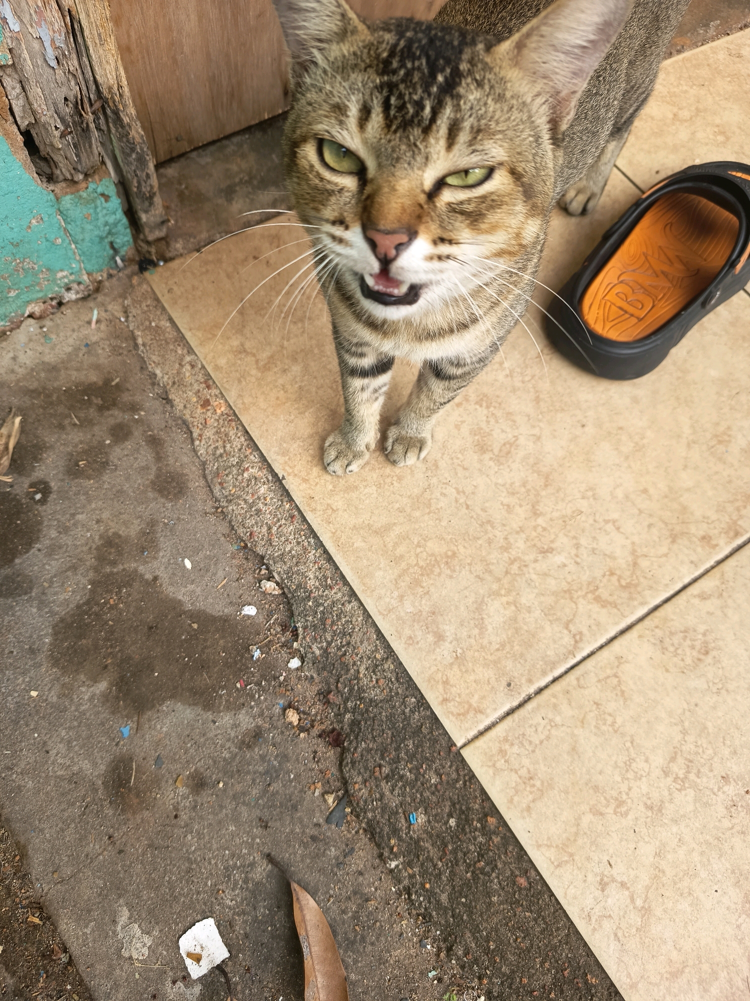 A tabby cat with green eyes and an open mouth stands on beige tiled flooring. To the cat's right, on the same tiled surface, is a black sandal with an orange interior. The tiled area is bordered on the left by a rough concrete surface with scattered debris, including a dry leaf. In the background to the left, there is a wooden structure with peeling green and brown paint. The scene appears to be outdoors in an urban environment, possibly in Tanjung Pinang, Indonesia.