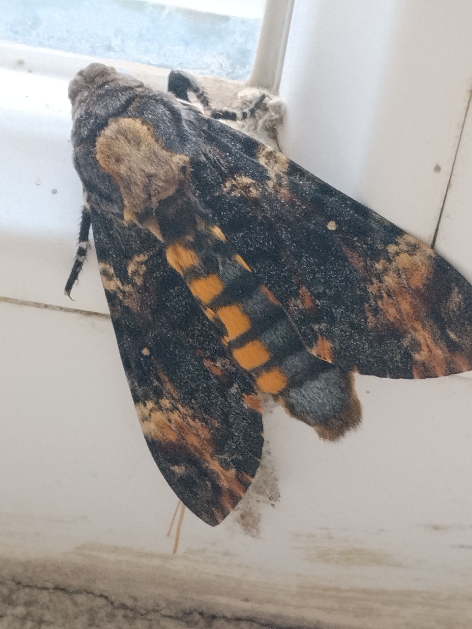 A large moth with dark wings mottled with orange and brown is resting on a white surface near a window frame. The moth's abdomen is banded with alternating orange and dark gray segments. Its legs are visible, with the front left leg showing striped markings. The background is blurred, suggesting an indoor environment. There is no indication of the city of Khidistavi, Georgia in the image.