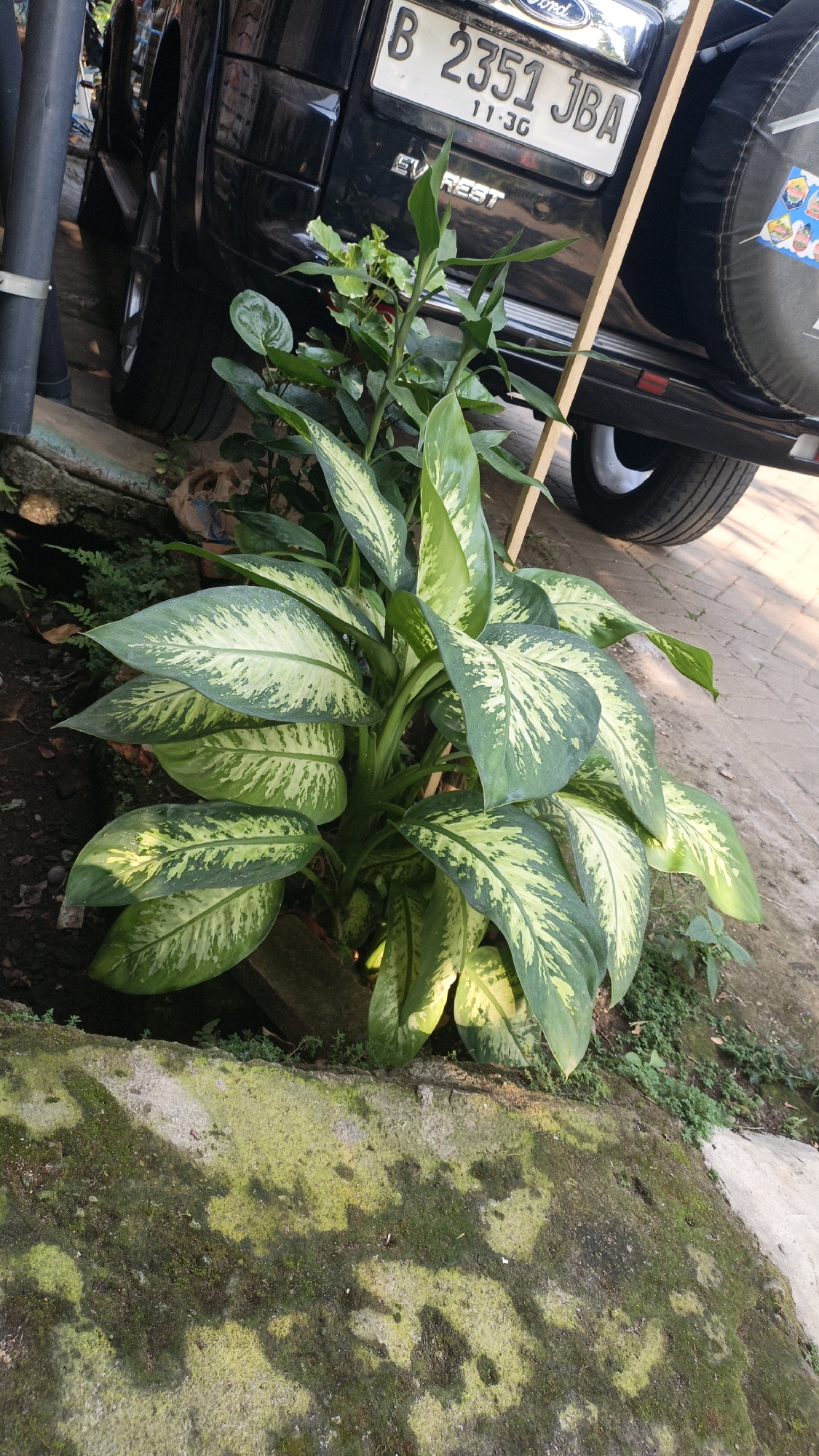 A black Ford Everest SUV is parked outdoors, partially obscuring a large plant with variegated green and cream leaves. The plant is situated in the foreground, with its foliage dominating the lower half of the image. A license plate reading "B 2351 JBA" is visible on the rear of the SUV. A wooden plank leans against the rear of the vehicle. The ground is a mix of dirt, scattered pebbles, and moss-covered concrete. In the background, parts of other vehicles are visible. The scene appears to be in an urban or semi-urban environment in Cikal, Indonesia.