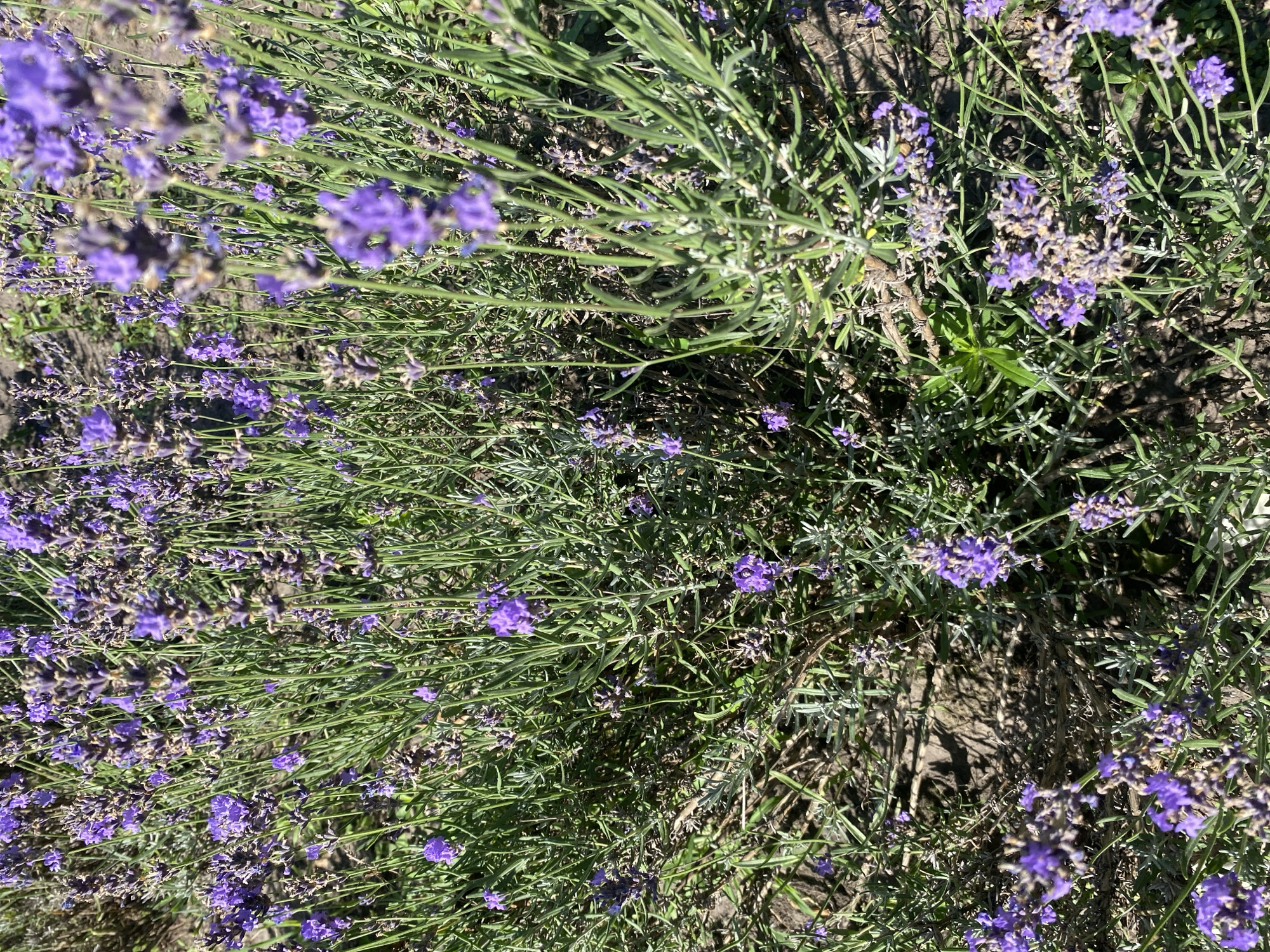 A close-up, high-angle shot captures a dense field of blooming lavender plants under bright daylight. The image, taken in Vasylky, Ukraine, showcases the intricate details of the lavender's slender green stems and numerous purple flower spikes. The ground beneath the plants is visible, appearing as dry soil with some scattered dried plant material. The focus is sharp on the lavender flowers and stems in the foreground, with a slight blurriness towards the background, creating a sense of depth. The overall scene is one of natural beauty and abundance, with the vibrant purple flowers creating a striking visual contrast against the greenery and earth.