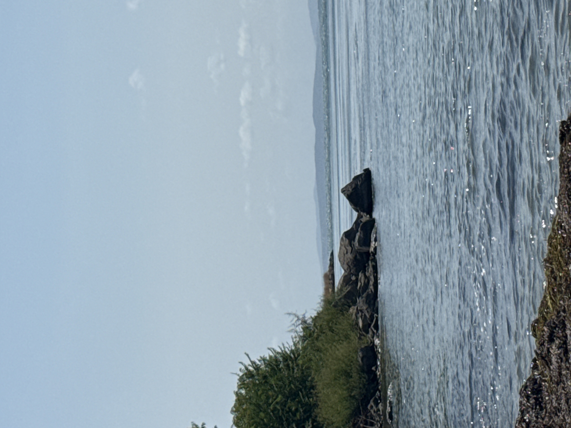 The image captures a serene view of the Black Sea coastline near Pomorie, Bulgaria. In the foreground, a rocky shore is visible, with a scattering of seaweed and shells. The water is a calm, deep blue, reflecting the clear, pale blue sky. A small cluster of dark rocks juts out into the water on the left side of the frame, partially obscured by lush green vegetation. Beyond the immediate shoreline, a distant landmass, possibly hills or mountains, can be seen silhouetted against the horizon. The scene evokes a sense of peace and natural beauty.