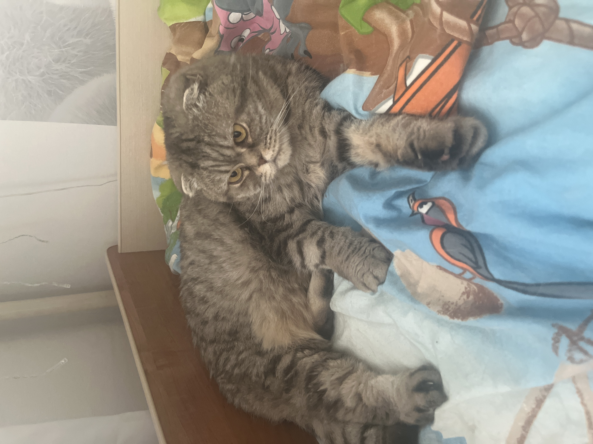 A grey tabby cat with folded ears is lying on a bed with a colorful duvet cover. The cat is positioned on its side, with its head turned towards the camera and its yellow eyes looking forward. Its fur is striped and dense. The duvet cover features cartoonish drawings of animals and natural elements, including birds, trees, and what appear to be other animal characters in pink and grey. The background shows a wooden headboard and a white wall with some indistinct light fixtures. The overall scene suggests a relaxed indoor setting. The time of day and weather are not discernible. No visible text is present in the image. The location context is Pargolovo, Russia.