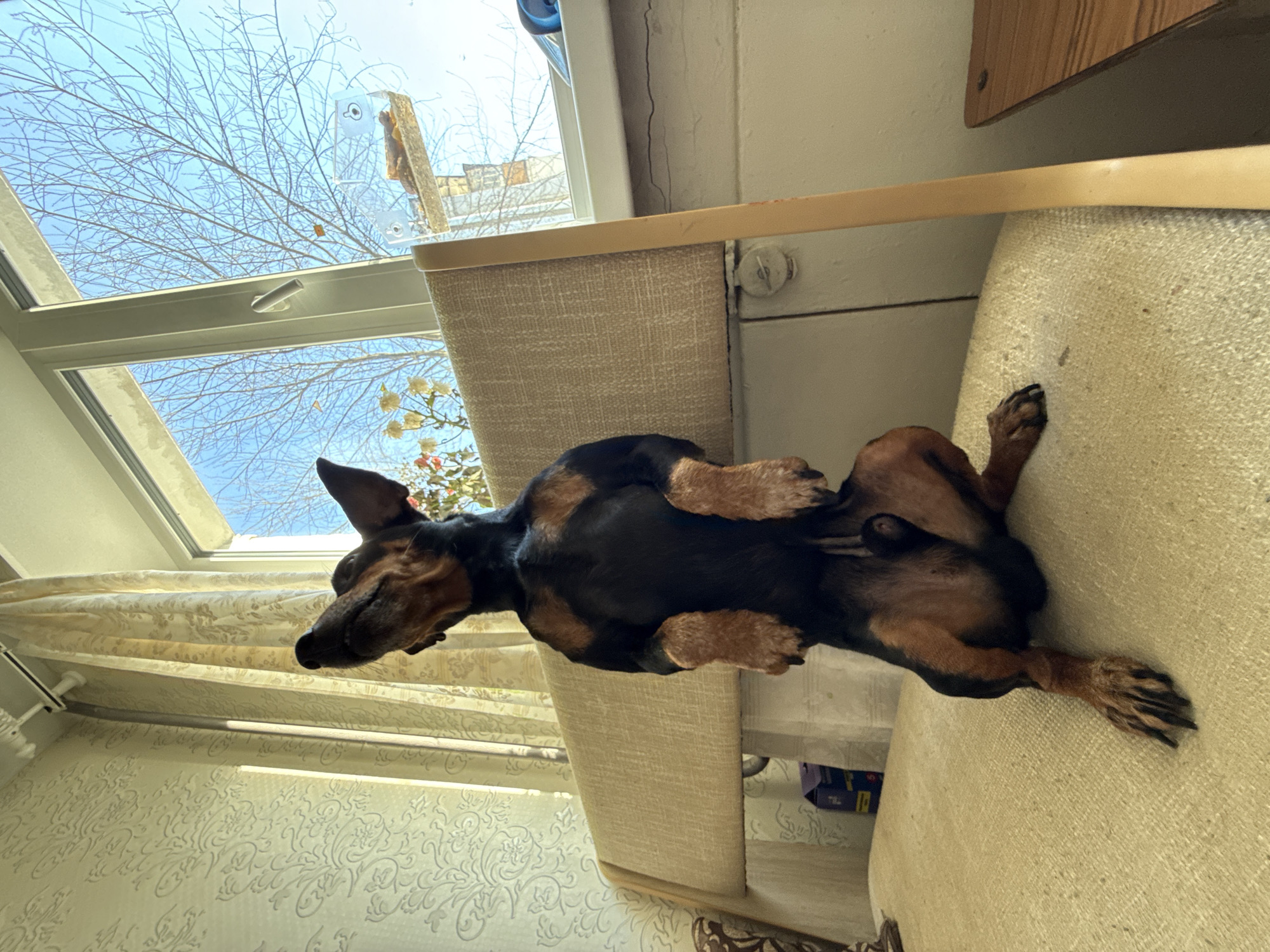 A dachshund lies on its back on a light beige upholstered sofa. The dog has a black and tan coat. The dog is facing left with its head near a window. Outside the window, bare tree branches and a blue sky are visible. A light-colored curtain hangs next to the window. The wallpaper is light-colored with a repeating ornate pattern. The scene is indoors. The location is Chaikovsky, Russia.