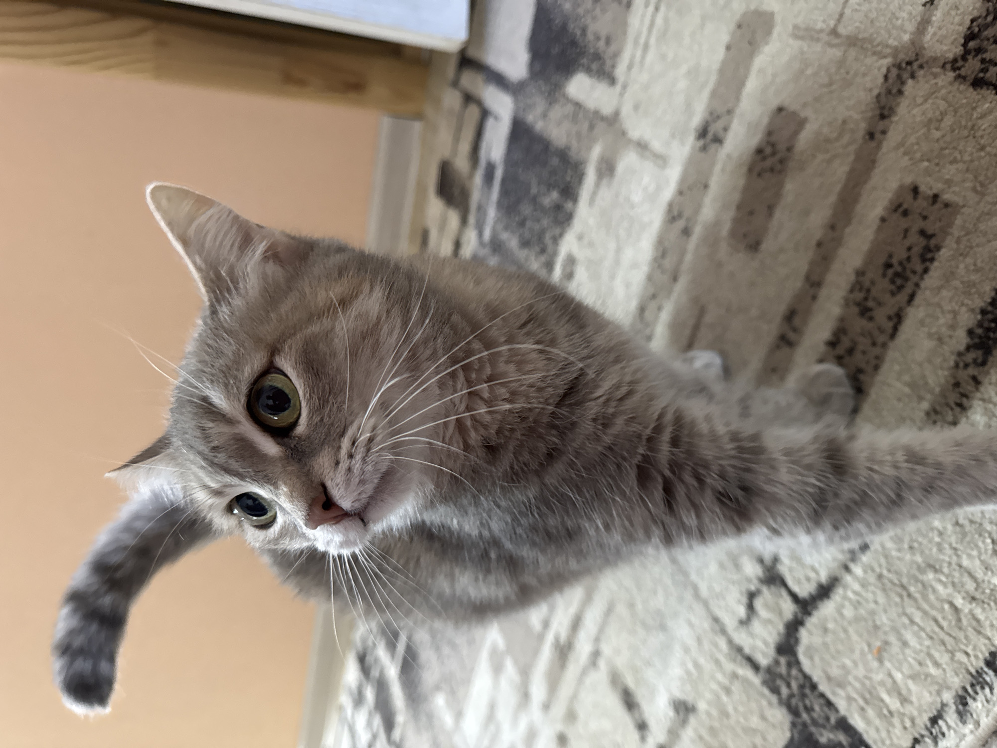 A medium shot shows a domestic shorthair cat with grey tabby markings and green eyes, standing on a carpeted floor. The cat is facing left, with its head turned towards the camera. Its tail is raised and curved over its back. The background consists of a peach-colored wall and a wooden door frame. The carpet has a geometric pattern of beige and dark grey rectangles. The lighting is natural and appears to be coming from the right. There is no visible indication of the cat's location in Chaikovsky, Russia, or any other specific city.