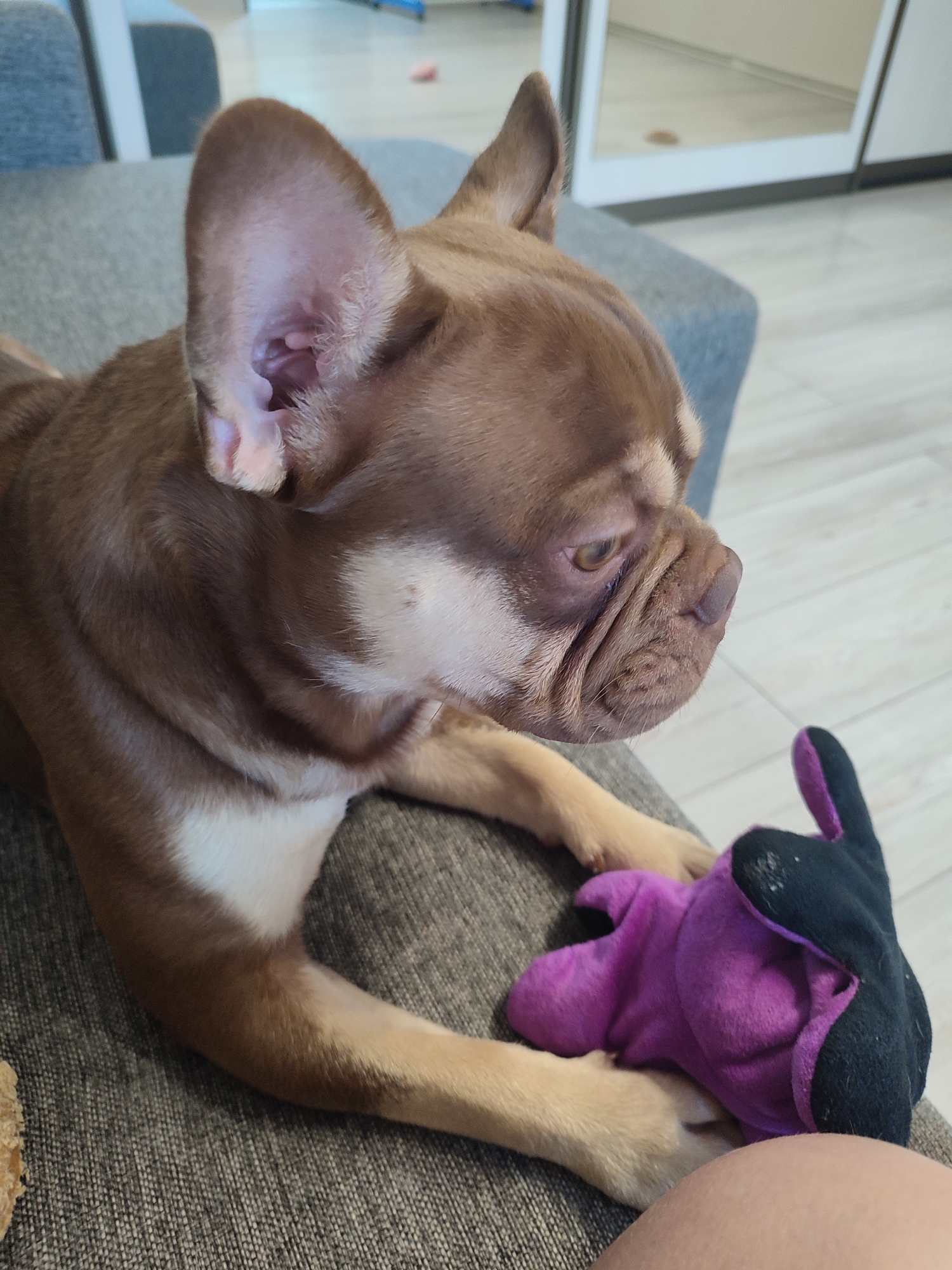 A brown French Bulldog with cream markings is lying on a grey sofa, looking to its right at a purple and black plush toy. The dog's ears are large and erect, and its face is wrinkled. One of the dog's paws is resting on the toy. The sofa is in an indoor setting, with a wooden floor and a glimpse of a mirror in the background.