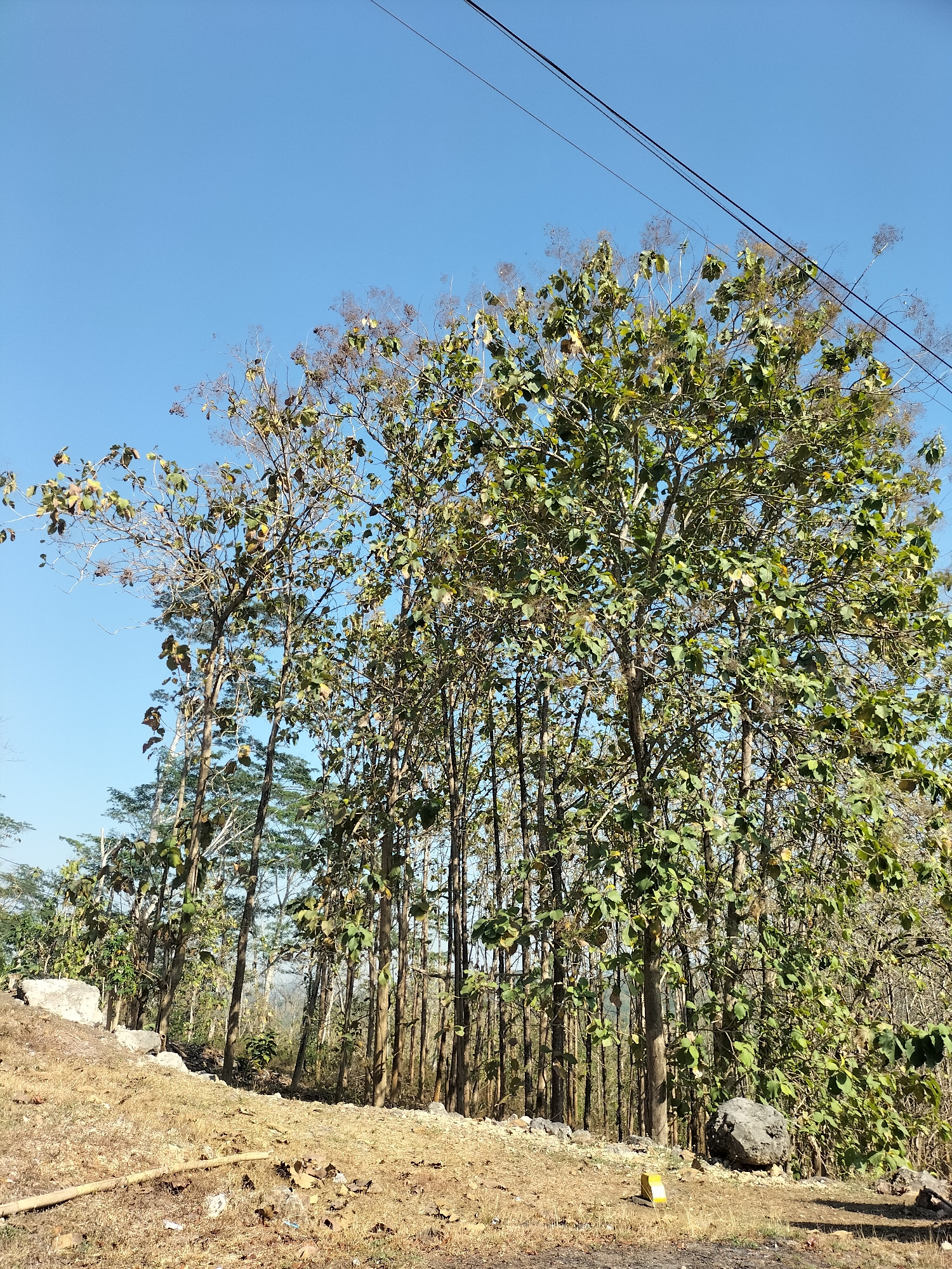 The image depicts a cluster of tall trees, predominantly teak trees, with some bearing green leaves and others showing signs of dryness or seasonal change, against a clear blue sky. In the foreground, a dry, grassy slope is visible, with scattered rocks and some debris, including a piece of bamboo. A yellow marker post is also present on the right side of the slope. The scene suggests an outdoor environment, possibly a roadside or a clearing within a forested area. The presence of overhead power lines indicates proximity to infrastructure. The overall impression is one of a natural landscape under bright daylight.