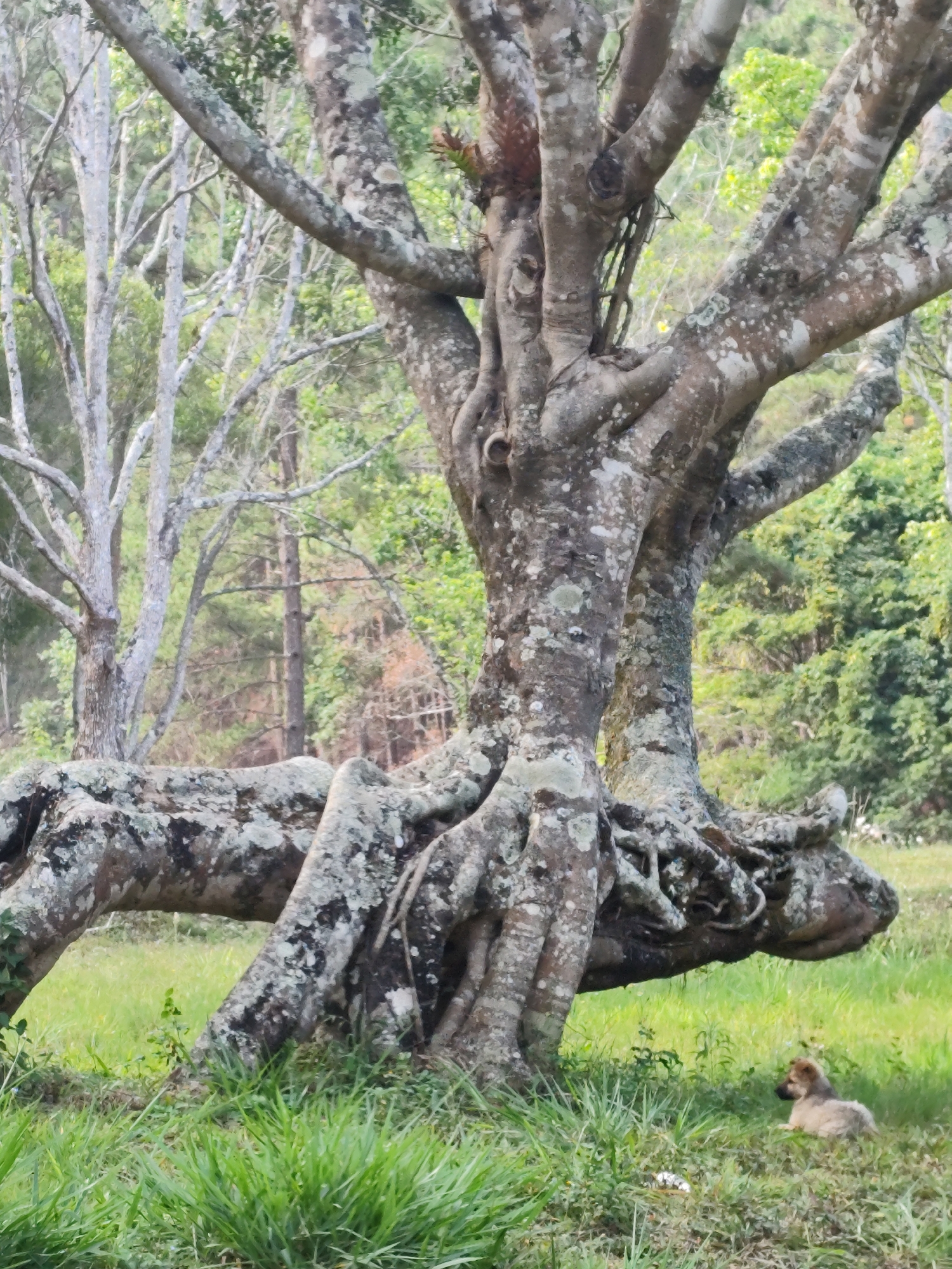 A dog rests in the shade of a large, lichen-covered tree in a grassy field. The tree has a complex root system that is partially exposed above the ground. Other trees are visible in the background. The location is Đa Thọ, Vietnam.