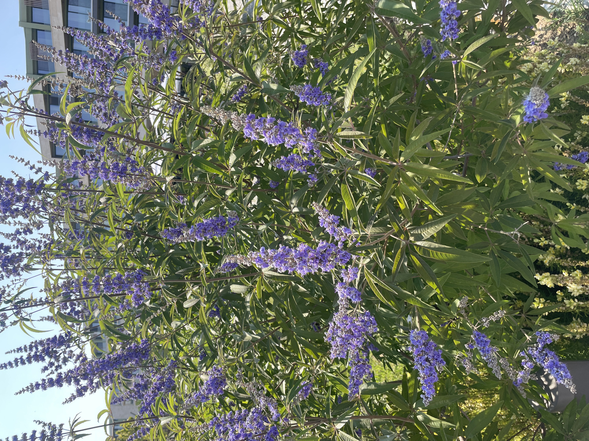 In Obzor, Bulgaria, a vibrant Chaste Tree (Vitex agnus-castus) bush blooms profusely with clusters of delicate, lavender-colored flowers against a backdrop of lush green foliage. The shrub is situated outdoors, with a modern building featuring large windows and a light-colored facade visible in the background, suggesting an urban or resort setting. The scene is bathed in bright sunlight, casting subtle shadows and highlighting the textures of the leaves and petals. The overall impression is one of natural beauty set against contemporary architecture in a sunny environment.
