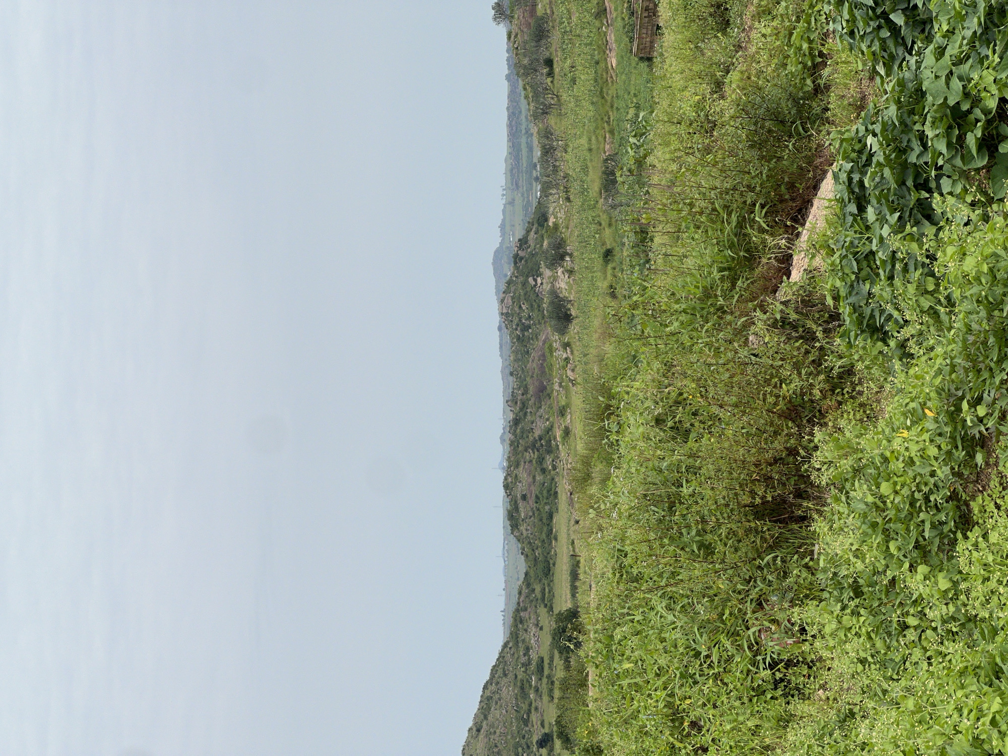 An outdoor, eye-level, medium-shot photograph captures a vast, green landscape under an overcast sky. The foreground is dominated by dense, lush green foliage, with some plants featuring small white and yellow flowers. A narrow, light-colored dirt path is visible winding through this vegetation.
In the mid-ground, the landscape opens up to rolling hills covered in grass and scattered bushes. Some of the hills are rocky, with large boulders visible. In the distance, the landscape extends further, with more rolling hills and a hazy horizon. Faint structures and what appear to be communication towers are visible on the distant horizon, suggesting the presence of a settlement. The overall impression is a rural or semi-rural environment. The image does not contain any people or animals. The specific location in the city of Dong, Nigeria is not identifiable from the visual cues alone.