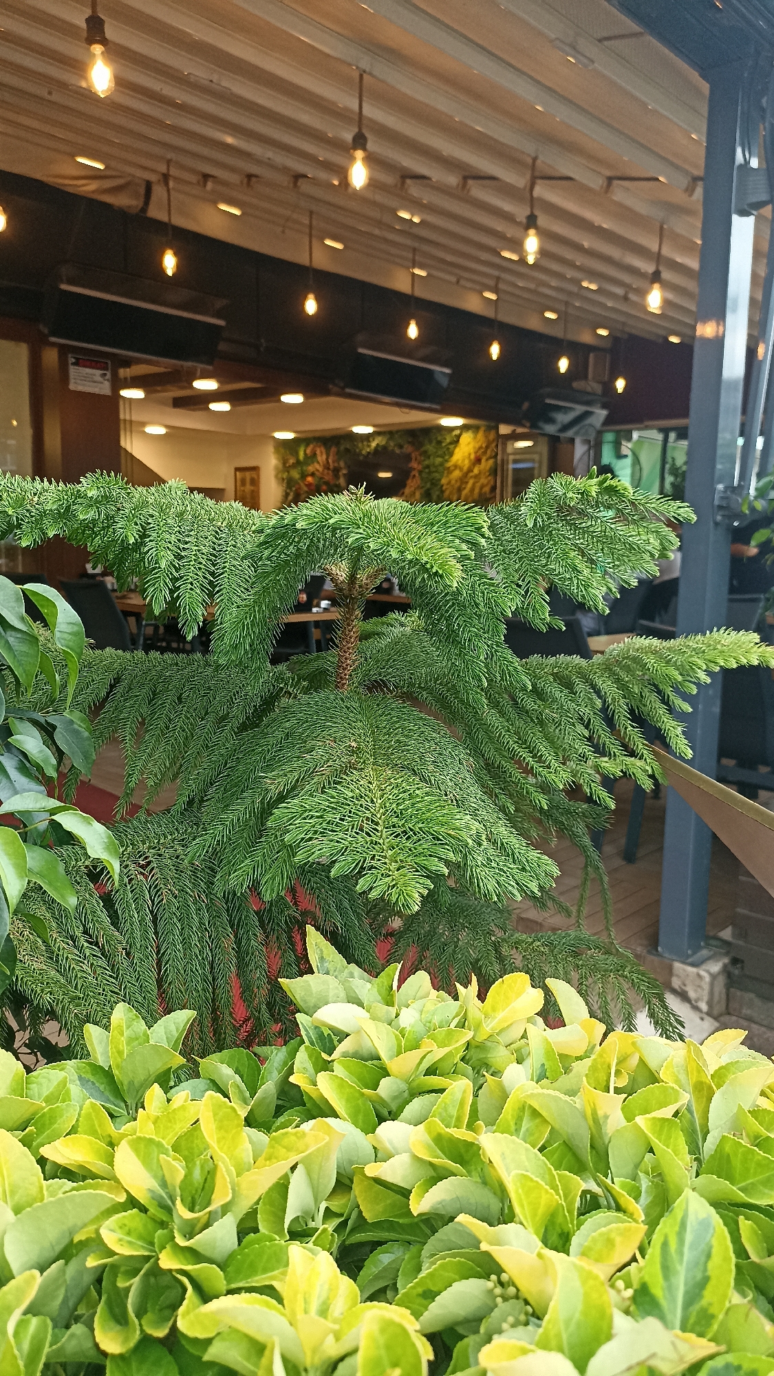 The image captures a close-up view of foliage in the foreground, featuring a Norfolk Island pine tree with its characteristic tiered branches and needle-like leaves, positioned behind a row of vibrant green and yellow-variegated low-lying shrubs. In the background, the scene transitions to an outdoor seating area of a café or restaurant, indicated by tables and chairs visible through an opening. Above the seating area, a covered ceiling is adorned with multiple vintage-style light bulbs, casting a warm glow. The architecture suggests a modern outdoor dining space, potentially part of a commercial establishment in the city of Yenişehir, Turkey, with a glimpse of an interior space featuring decorative wall art.