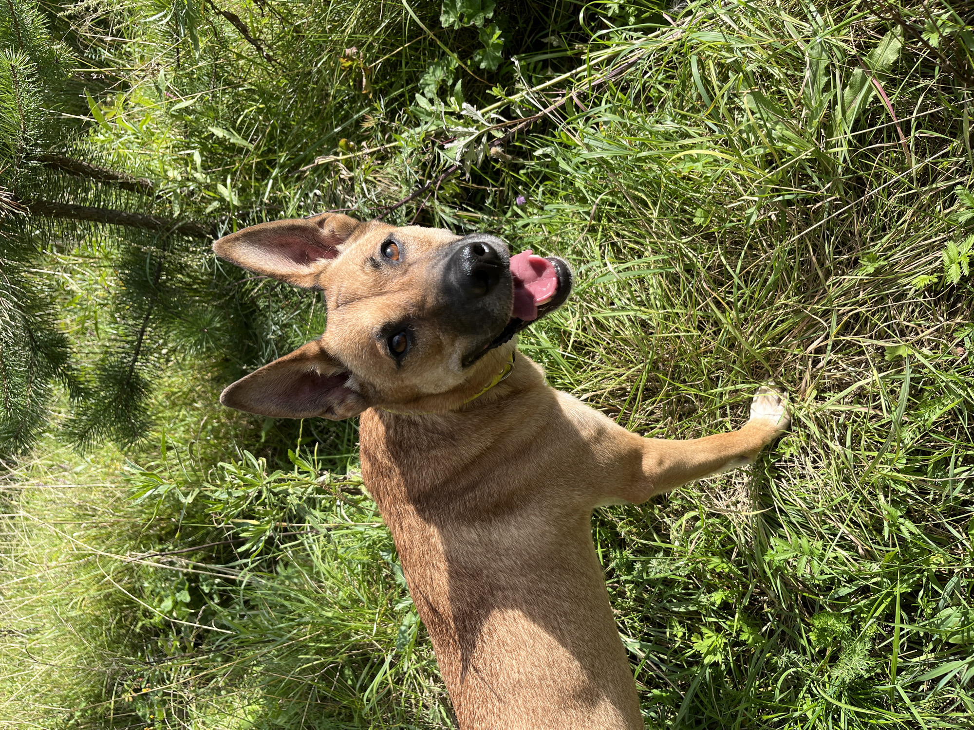 A tan dog with erect ears and a black nose stands in tall green grass under a pine tree. The dog is facing the camera with its mouth open and tongue visible. The lighting suggests it is daytime, with sunlight casting shadows on the dog's fur and the surrounding vegetation. There is no indication of the city of Nizhny Tagil, Russia, or any other specific location.