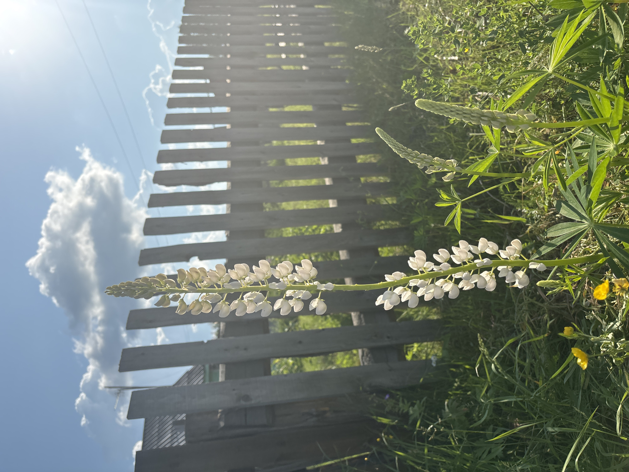 A tall, white lupine flower is in focus in the foreground, positioned to the right of the center. Behind it, a weathered, grey wooden fence stretches across the middle ground. The fence is made of vertical planks with gaps between them, revealing green grass and some distant structures. To the left of the lupine, a few small yellow flowers are visible amongst the green grass. The background consists of a bright blue sky with scattered white clouds, and the sun is shining, creating lens flare on the right side of the image. The scene appears to be outdoors, likely in a rural or semi-rural setting, possibly a garden or a field adjacent to a residential area. The location is identified as the city of Курган, Russia. There are no people or animals visible in the image.