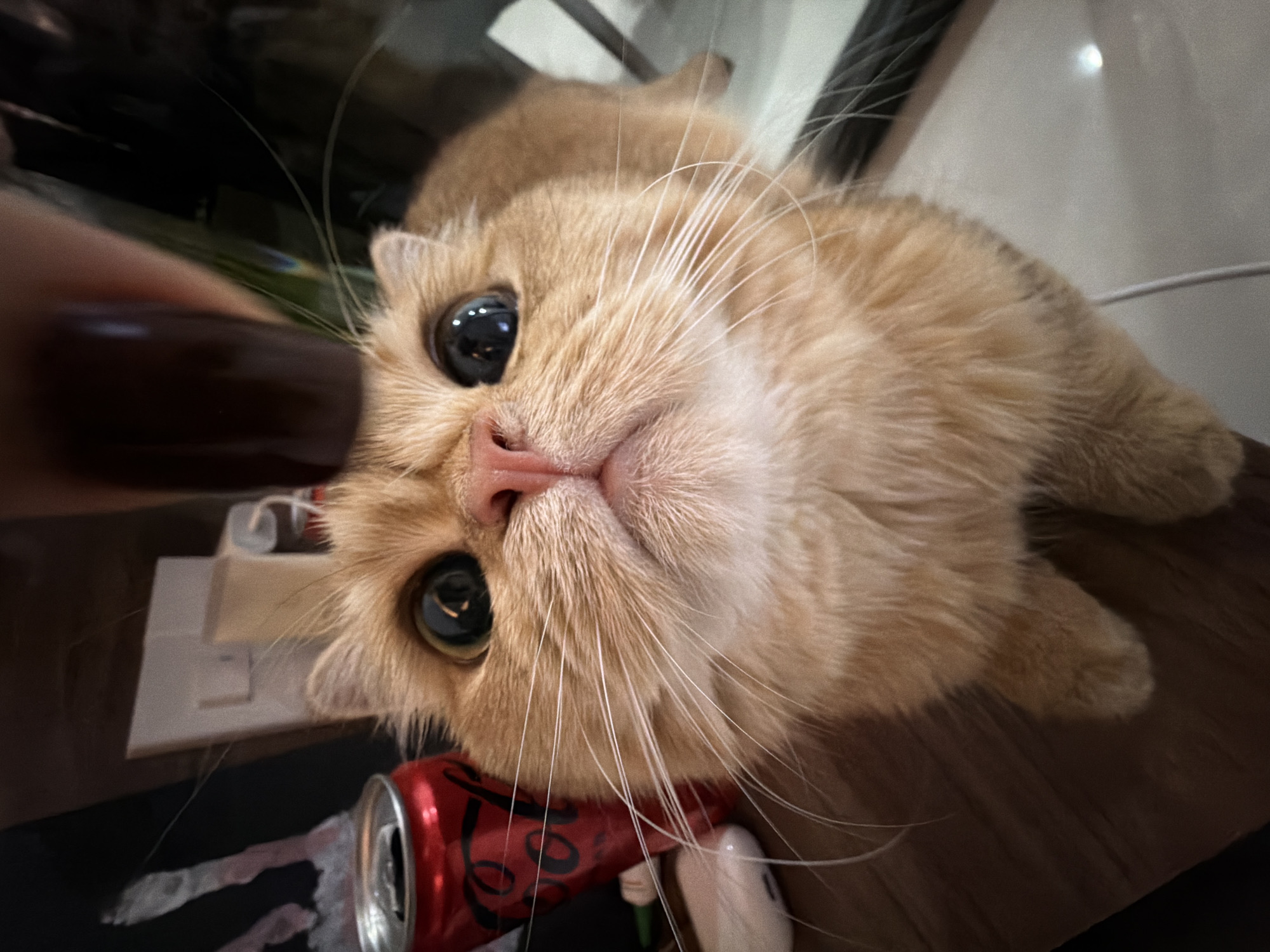 The media file is a close-up, low-angle shot of a ginger cat lying on a wooden surface. The cat's face is the primary subject, with its large, dark eyes looking directly at the camera. Its whiskers are prominent, and its pink nose is visible. The cat's fur is a light ginger color with some darker tabby markings.
In the foreground, a partially opened red can with a white label is visible, suggesting it might be a beverage like Coca-Cola. To the left of the cat's head, a human hand with dark nail polish is positioned, with the thumb appearing to gently pet the cat. In the background, there are blurred objects, including what appears to be a white electronic device and some dark surfaces, possibly a desk or table.
The lighting appears to be artificial, and the overall scene suggests an indoor setting. The cat's expression is calm and curious. No specific time of day or weather conditions are discernible. The location context is provided as Đà Nẵng, Vietnam. There is visible text on the red can, which appears to be a logo or brand name, likely Coca-Cola, though the text is partially obscured and slightly out of focus.