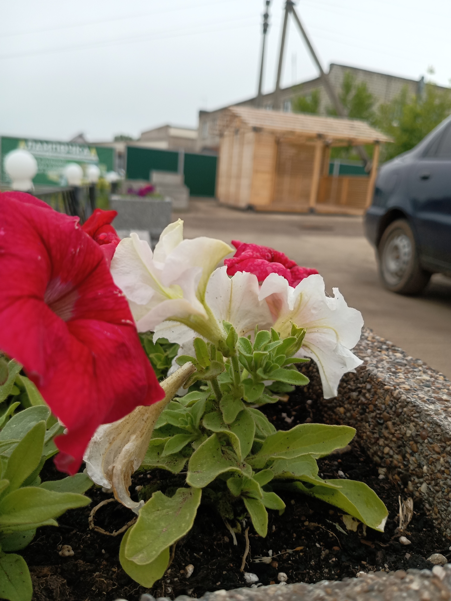 The image presents a close-up view of a planter containing red and white petunias, with a blurred background depicting a street or yard scene. In the immediate foreground, a large, vibrant red petunia is prominent on the left, while several white petunias are positioned centrally and to the right. One of the white flowers appears to be wilting, with a dried, light-brown base. The flowers are planted in dark soil within a grey, coarse-textured concrete planter.
The background is out of focus, showing various elements. To the left, a green sign or fence is partially visible, featuring indistinct white designs and blurred Cyrillic text, possibly reading "АДАМОВИЧИ". Further back, a wooden gazebo-like structure with a slatted roof and open sides stands. A dark blue car, showing its rear section and wheel, is parked to the right of the gazebo. In the distance, blurry buildings constructed from light-colored blocks are visible, along with utility poles and overhead power lines against an overcast, light grey sky.
The scene is set during the daytime, characterized by diffused light consistent with a cloudy or overcast sky. There are no people visible, and no specific activities are taking place. The overall impression is a static, everyday scene in a semi-urban or rural setting, characteristic of the Фоки, Russia location.