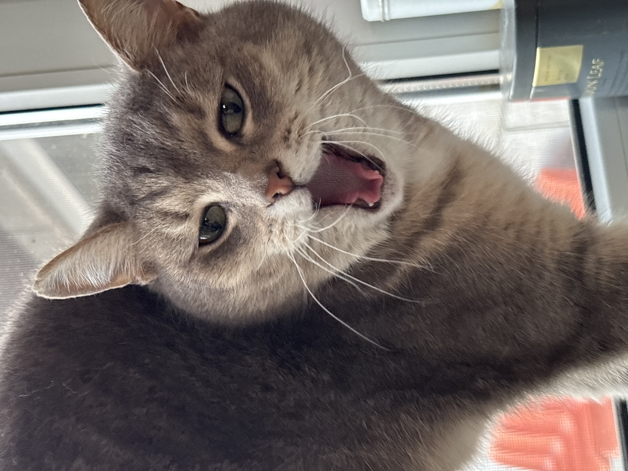A close-up, upward-angled photograph captures a domestic cat mid-yawn or vocalization. The cat, primarily grey and light brown with tabby stripes and hints of cream on its chest, dominates the frame with its head tilted to the right. Its mouth is wide open, revealing a pink tongue, small visible teeth, and the roof of its mouth. Bright green eyes are open and directly engaging with the camera. Numerous white whiskers extend from its muzzle.
The background is softly lit, suggesting an indoor setting during daytime. A window with horizontal blinds or sills is partially visible behind the cat's head and to the left. In the top right corner, a dark object, possibly a book or container, is partially visible, displaying the text "AN LEAF" on a gold label. The cat's fur detail, from its ears to its striped body, is prominent. The image conveys a candid moment, capturing the cat in an expressive pose.
