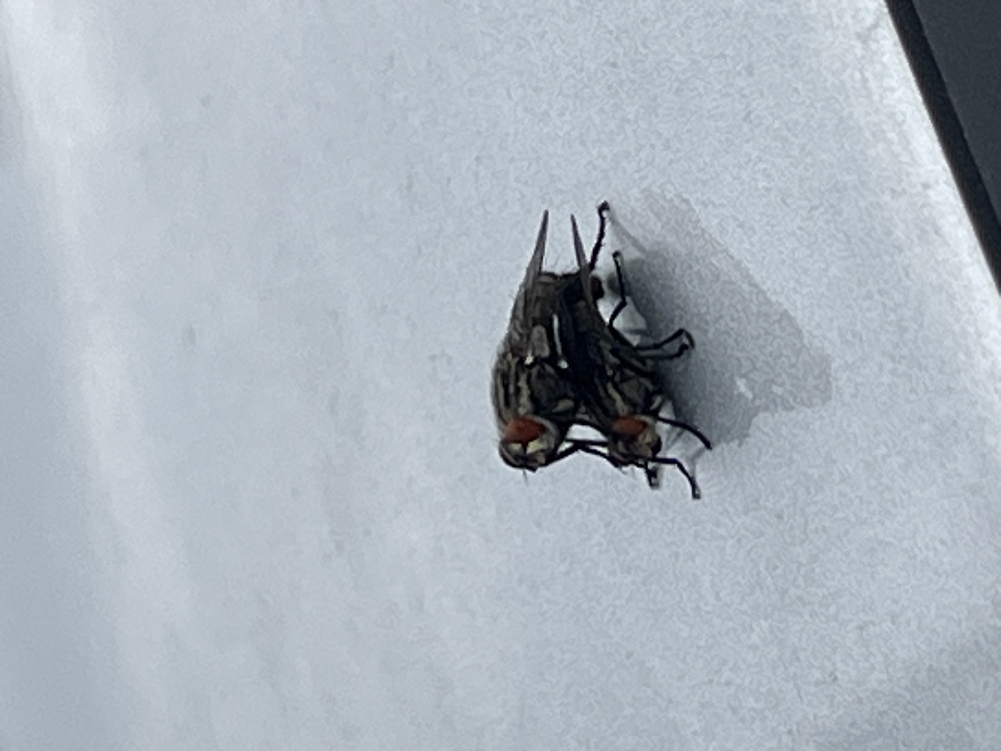 Two flies are mating on a white surface. The surface appears to be textured. The exact location in Burgas, Bulgaria is indiscernible from the provided image.