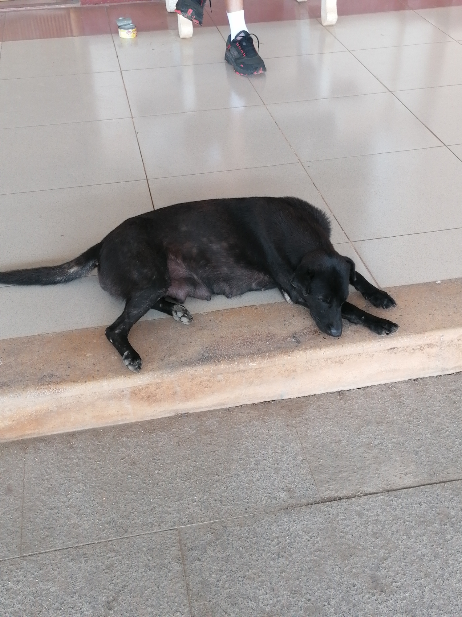 A black dog is lying on a light-colored tiled floor, resting its head on a concrete ledge. The dog appears to be a medium-sized breed with short fur. Its eyes are closed, and its legs are extended. In the background, a person's legs are visible, wearing dark sneakers with red accents and white socks. There are two small, open cans on the tiled floor near the person's feet. The environment suggests an outdoor or semi-outdoor area, possibly a patio or walkway, with a tiled floor and a concrete ledge. The scene is set in Bo Y, Vietnam.