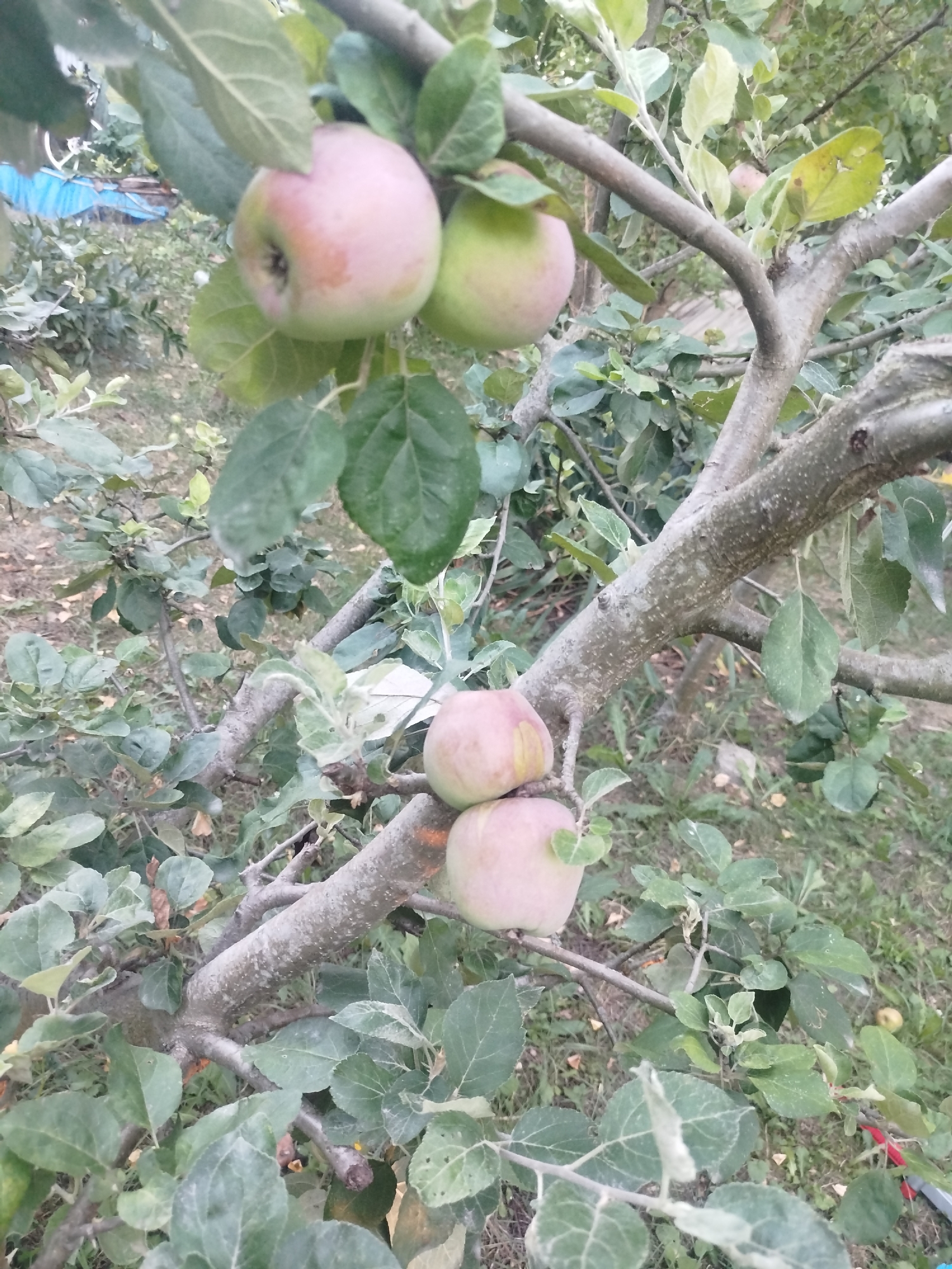 In Zastavna, Ukraine, an apple tree with a rough, textured trunk and branches is laden with several ripe apples. The apples, varying in shades of pink and green, hang from the branches amidst lush green foliage. The background is blurred, suggesting an outdoor setting with more trees and vegetation, creating a natural, rustic ambiance. A blue tarp is partially visible in the upper left portion of the image, hinting at ongoing work or storage in the vicinity.
