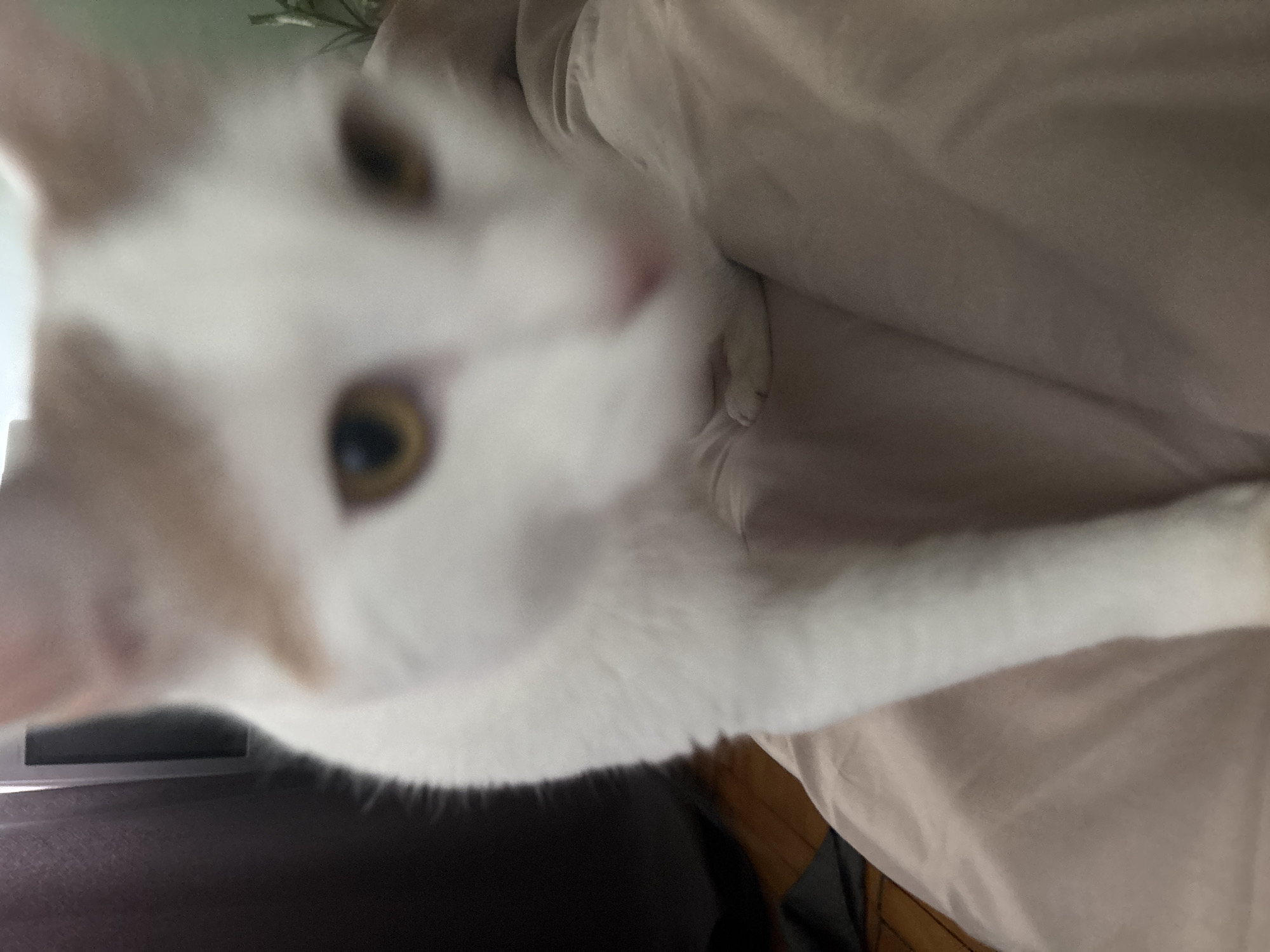 A white cat with light brown markings on its head is the subject of the image. The cat's face is blurred, but its golden eyes and pink nose are visible. It appears to be moving towards the camera, with one paw extended. The cat is on a light brown surface, possibly a blanket or bedspread. In the background, a dark vertical object is visible, which could be a piece of furniture or a wall. The lighting suggests an indoor environment. The image does not provide any specific information about its location in Vsevolozhsk, Russia.