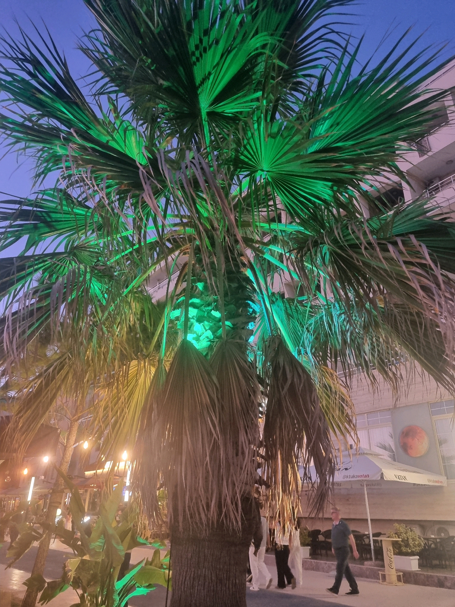 In Bashkia Durrës, Albania, a palm tree illuminated with green lights stands prominently in the foreground. Its fronds are densely clustered, with some lower fronds appearing dry and wispy. Behind the palm tree, a building with multiple windows and balconies is visible. Several people are walking on a paved walkway in front of the building. One man in a dark shirt and pants is walking towards the right of the frame. A white umbrella with text and logos is also present. String lights with warm illumination are visible in the background, suggesting an outdoor seating area, possibly for a restaurant or cafe. The sky is a clear, deep blue, indicative of dusk or early evening.