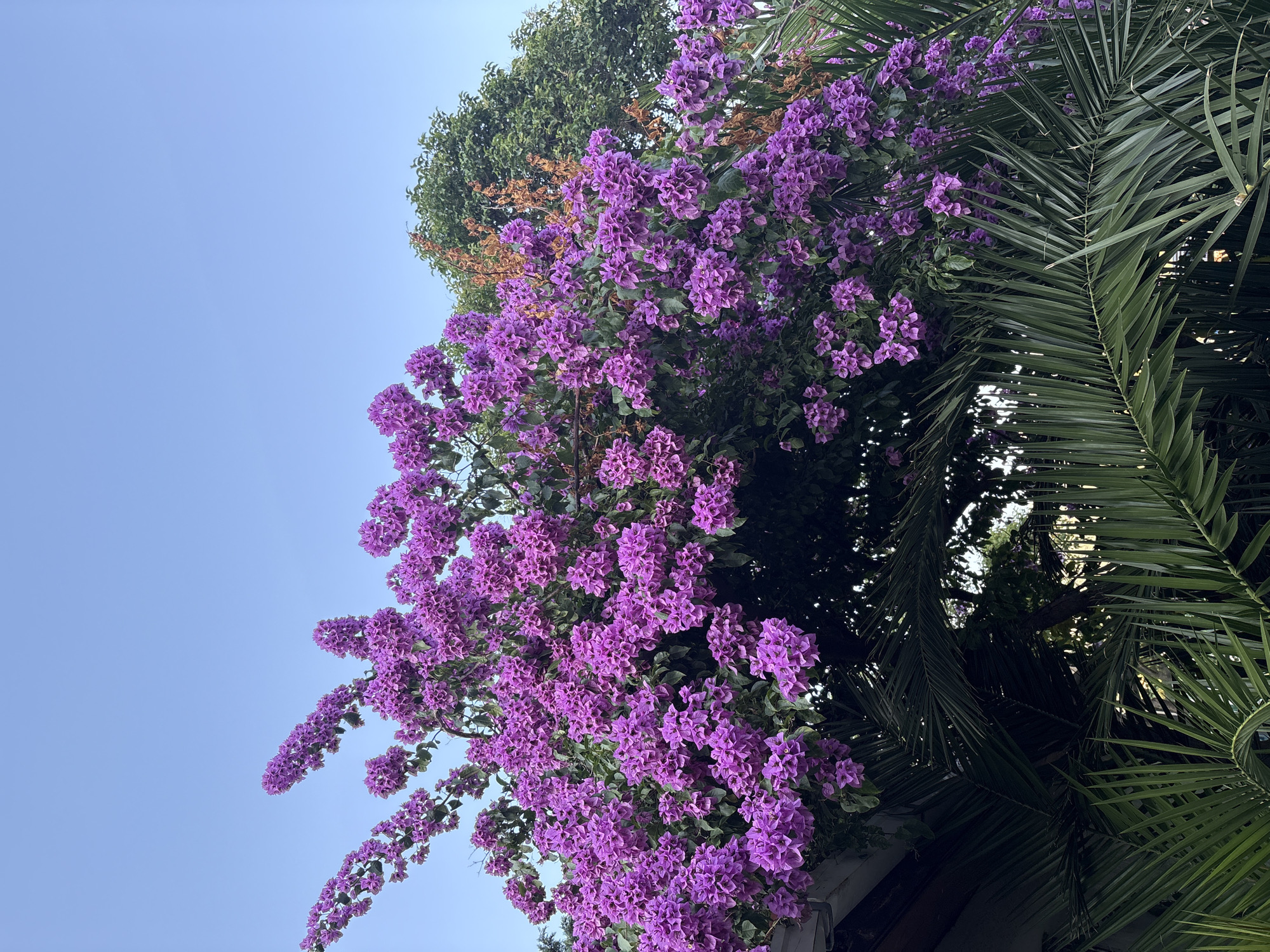 The image captures a vibrant display of purple bougainvillea flowers cascading over a building's eaves. The flowers are densely clustered, creating a lush canopy against a clear blue sky. In the background, mature green trees and some dry branches are visible, adding depth to the scene. In the foreground, large, dark green palm fronds create a dramatic contrast with the bright bougainvillea. The setting appears to be an outdoor space in Boreti, Montenegro, possibly a garden or courtyard, characterized by lush vegetation and architectural elements. There are no people or animals visible in the image. The lighting suggests it is daytime, likely late afternoon given the soft light.