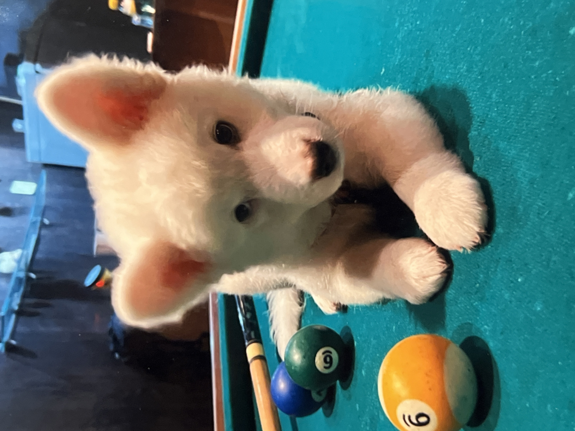 A white puppy with large ears lies on a teal-colored pool table. In front of the puppy are three pool balls: a blue one, a green ball with the number 6, and an orange and white ball also with the number 6. A pool cue rests behind the blue and green balls. The background is dark and out of focus, with some lights and objects visible, including what appears to be a bottle of liquid and a light blue rectangular object. The image is taken from a slightly elevated angle, looking down at the puppy and the pool table. There is no indication that this scene is located in Montfermeil, France.