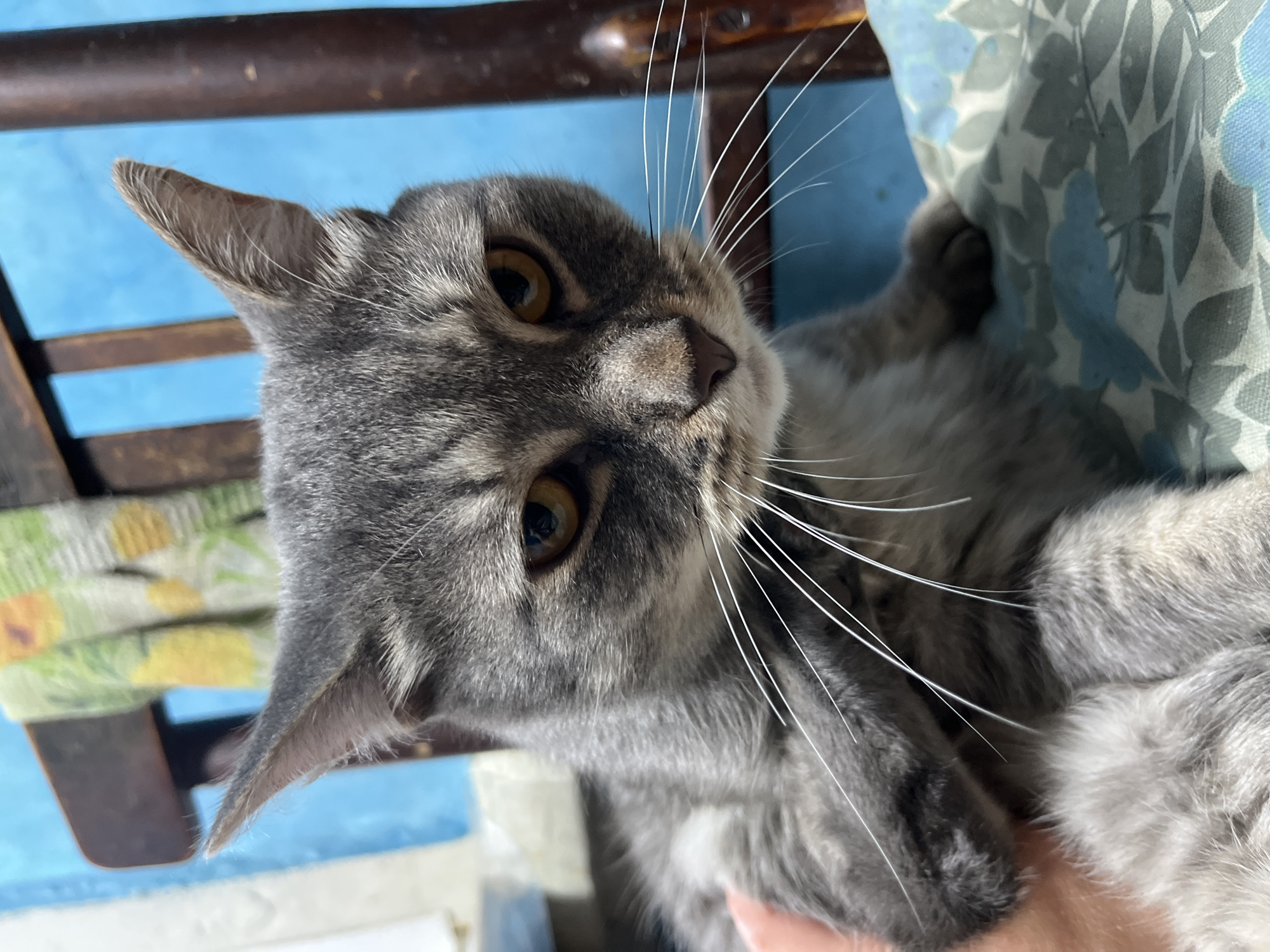 A domestic short-haired cat with grey tabby fur is depicted in a medium shot, facing the viewer directly. The scene is located in Nizhny Tagil, Russia. The cat exhibits a grey coat with darker grey striped and mottled patterns. Its eyes are amber-gold, and its pupils are slightly constricted. Long, white vibrissae (whiskers) extend prominently from its muzzle. The ears are erect and pointed, typical of a domestic cat. A light-skinned human hand is visible on the lower left, gently grasping or petting the cat's left front paw and lower leg area, indicating interaction. The cat is positioned on a textile surface featuring a light blue and grey floral/leaf pattern. In the background, a dark brown wooden slatted chair is present. Draped over the chair's back is a multi-colored fabric item, exhibiting yellow, green, and white patterns, possibly abstract fruit or foliage. A vivid blue wall or partition is visible behind the chair, completing the background. The lighting is even, suggesting an indoor environment.