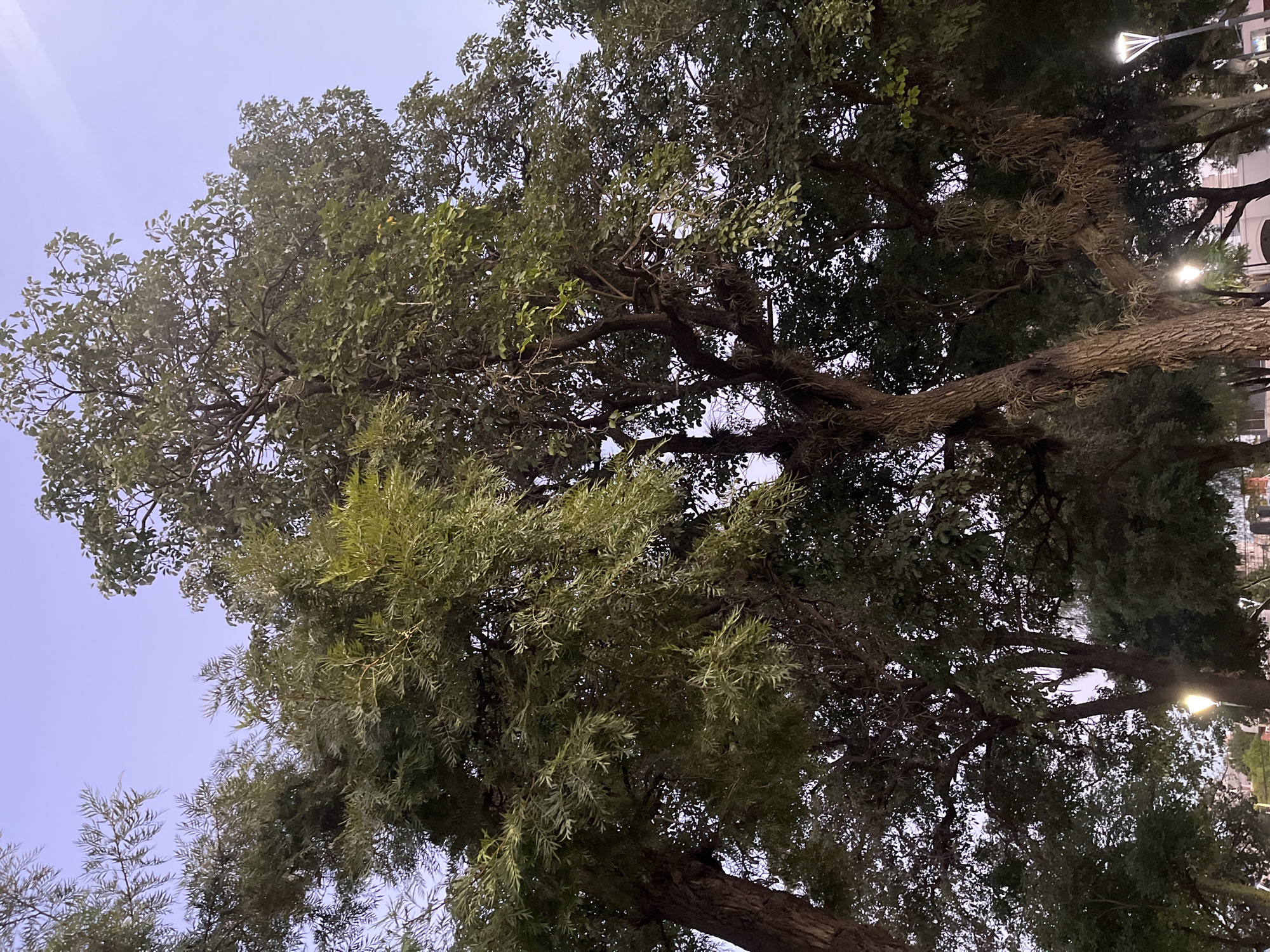 The image depicts a view looking up into the canopy of a large tree. The leaves are dense, with different textures suggesting various tree types. Branches are visible, covered with what appears to be Spanish moss or similar epiphytes. The sky is pale, suggesting either dawn or dusk. Streetlights are present in the background, indicating an urban environment. The location is likely San Fernando del Valle de Catamarca, Argentina based on external information, but there are no identifiable local landmarks.