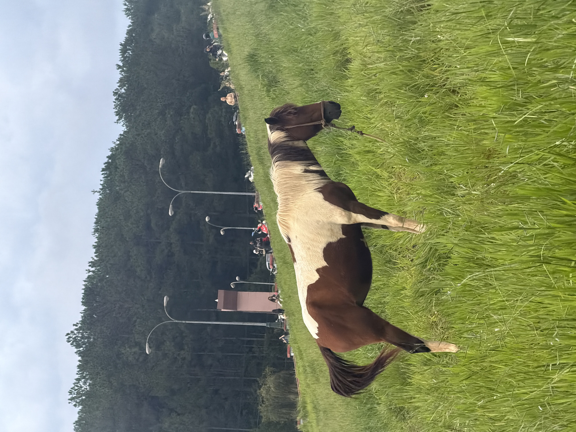 The image depicts a brown and white horse grazing in a grassy field on a cloudy day. The horse is tethered by a rope. In the background, a dense forest of pine trees lines a hilltop. Below the treeline, there are several streetlights, a tall pink structure, and a road with numerous motorcycles and a few people. This scene is consistent with the landscape found in Da Lat, Vietnam, known for its pine forests and hilly terrain, particularly in areas where tourism infrastructure has been developed. The overall environment suggests an outdoor recreational area or a scenic overlook within or on the outskirts of the city.