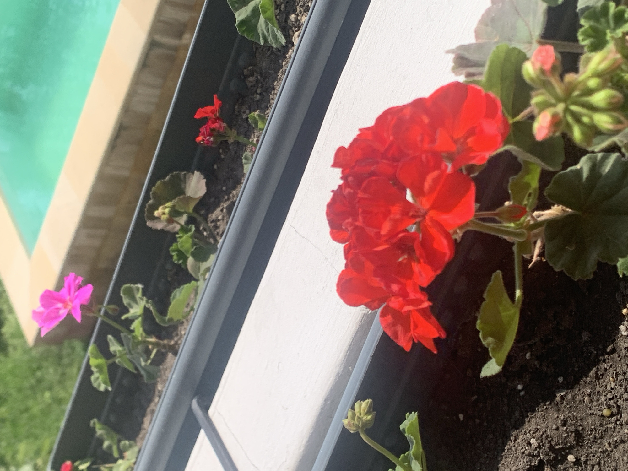 The image shows a close-up of two flower boxes on a sunny day. In the foreground, a planter contains vibrant red geraniums in full bloom, with several buds also visible. Behind this, a second planter holds a single bright pink geranium, also in bloom. Further in the background, a third planter contains a smaller red flower. The planters are positioned outdoors, with a glimpse of green grass and a swimming pool with turquoise water and a beige border. The scene appears to be a residential or resort setting in Khazar Raion, Azerbaijan, likely a balcony or patio overlooking a pool area. No people are visible in the image.