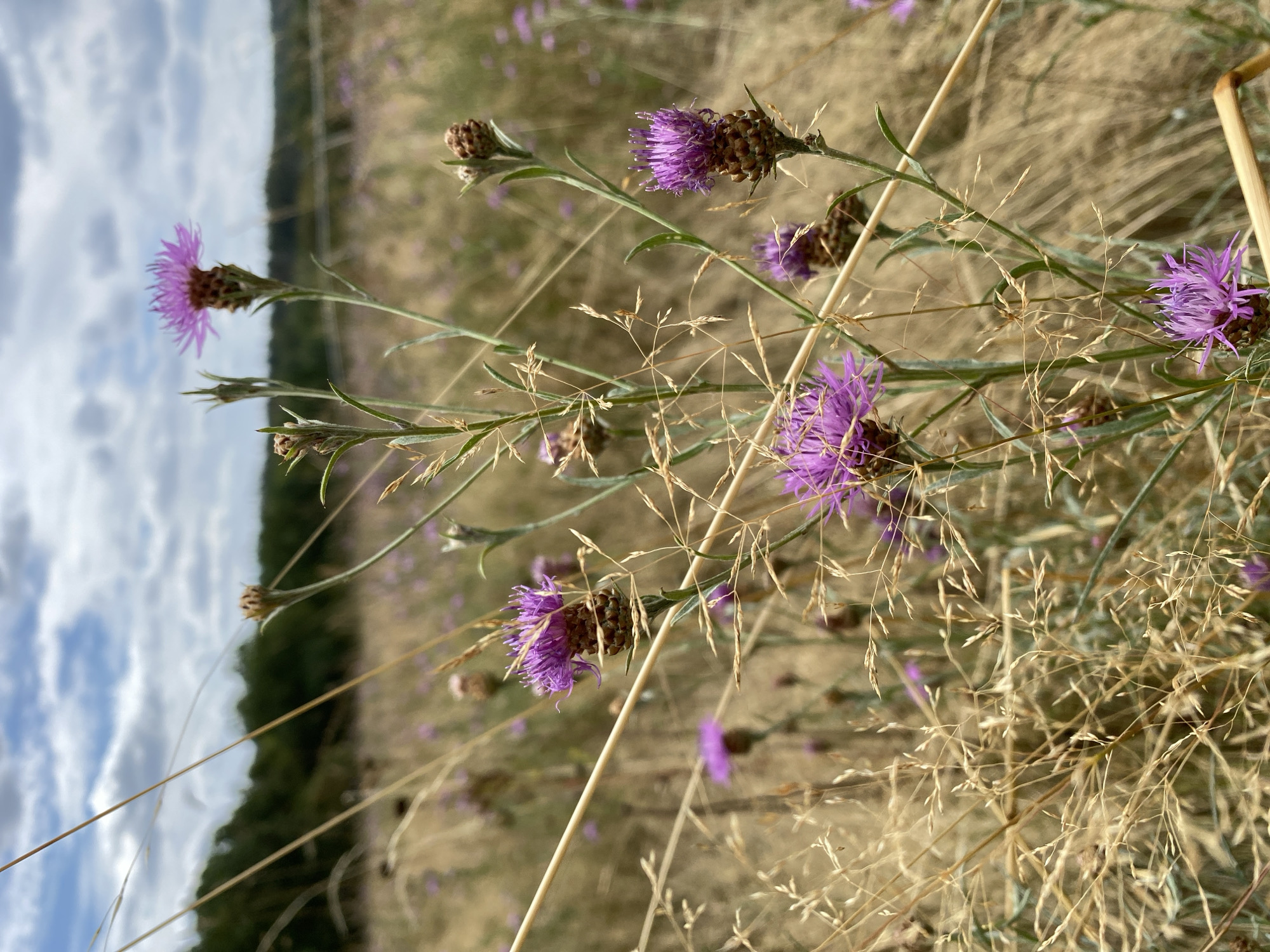 The image depicts a close-up view of purple thistle-like flowers in a dry, grassy field. The flowers are in various stages of bloom, with some fully open and others appearing as buds. The foreground is dominated by dried grasses and stalks, some of which are out of focus and create a blurred effect. In the background, more of these purple flowers are visible, interspersed with the dry vegetation. Beyond the field, a line of dark green trees forms a distant horizon, under a cloudy sky. The scene appears to be an outdoor natural environment, possibly a meadow or a field in the countryside. There are no people or animals visible in the image. The lighting suggests it is daytime, with diffused sunlight filtering through the clouds. The location is identified as Altenkirchen, Germany.