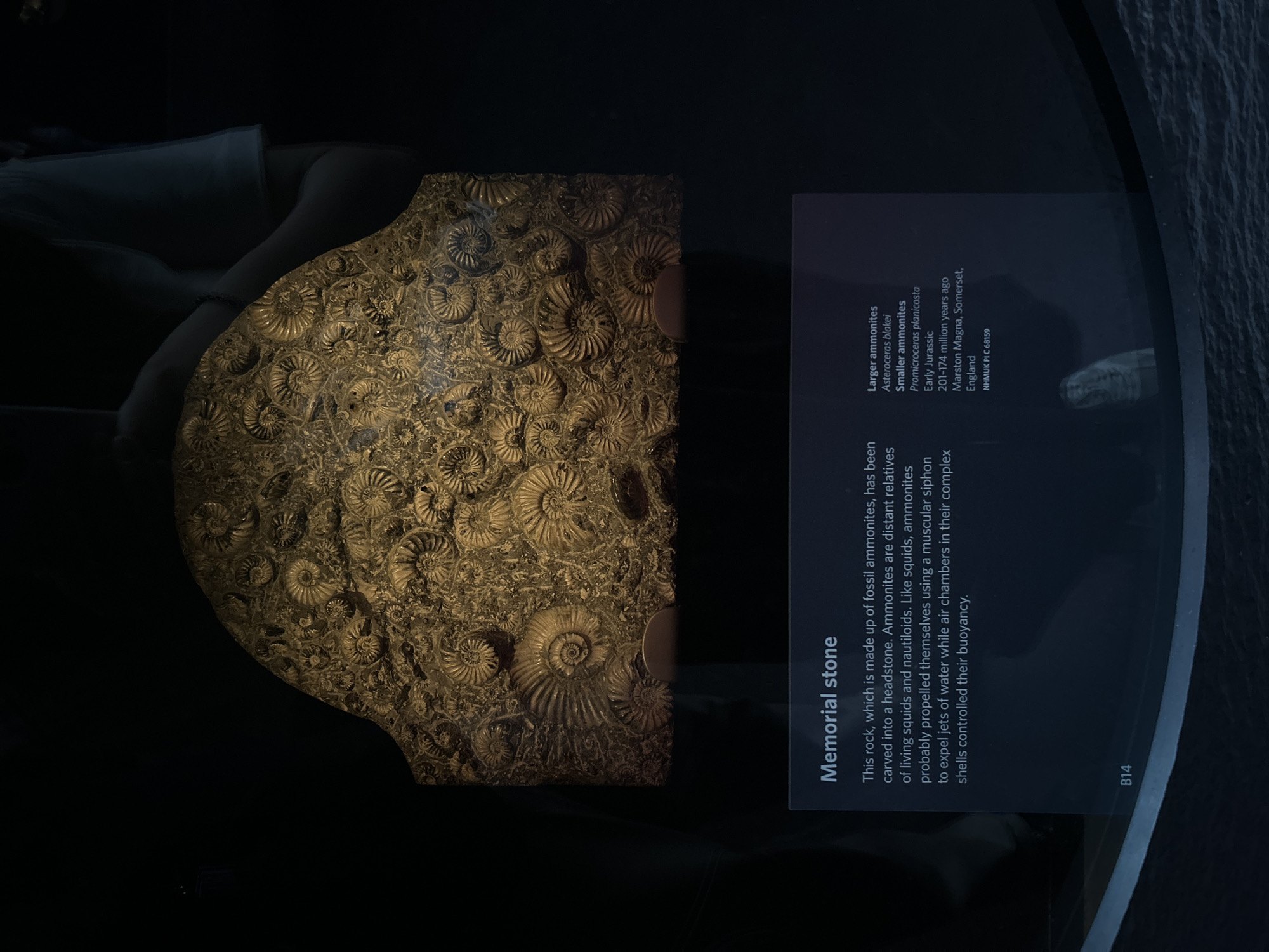 The image shows a memorial stone fossil display at the Natural History Museum, London, United Kingdom. The memorial stone is a large, curved piece of rock heavily encrusted with numerous fossilized ammonites of varying sizes. The ammonites are intricately preserved, displaying their coiled shell structures. The stone is lit from above, highlighting the textured surface and the detailed fossils. Below the stone, a dark display case contains text providing information about the memorial stone, including its composition, the nature of ammonites, their propulsion and buoyancy control, and their geological age and origin. The text on the display case reads: "Memorial stone This rock, which is made up of fossil ammonites, has been carved into a headstone. Ammonites are distant relatives of living squids and nautiloids. Like squids, ammonites probably propelled themselves using a muscular siphon to expel jets of water while air chambers in their complex shells controlled their buoyancy. Larger ammonites Asteroceras blakei Smaller ammonites Promicroceras planicosta Early Jurassic 201-174 million years ago Marston Magna, Somerset, England NHMUK PI C 68159". The background is dark, suggesting a museum setting.