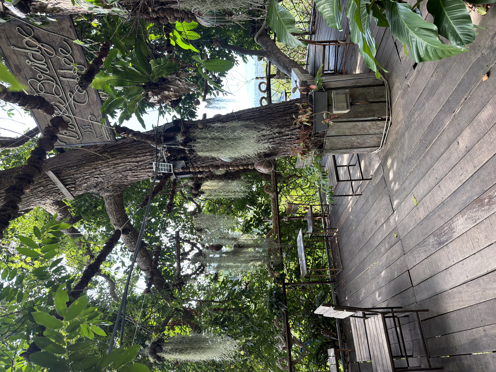 The image depicts an outdoor seating area of a coffee shop, likely in Ko Samui, Thailand, integrated into a lush, green environment dominated by a large tree. The coffee shop appears to be named "The Bridge Coffee," as indicated by a wooden sign hanging from the tree. The seating area consists of a wooden deck with several tables and chairs. Hanging from the tree branches are various plants, including what appear to be Spanish moss and bird's nest ferns, adding to the natural, bohemian aesthetic. In the background, a railing separates the seating area from a dense green foliage, and beyond that, a distant landscape with buildings and water is visible under a bright sky, suggesting a coastal or elevated location. The scene is bathed in natural sunlight, creating dappled shadows on the wooden deck. There are no people visible in the image.