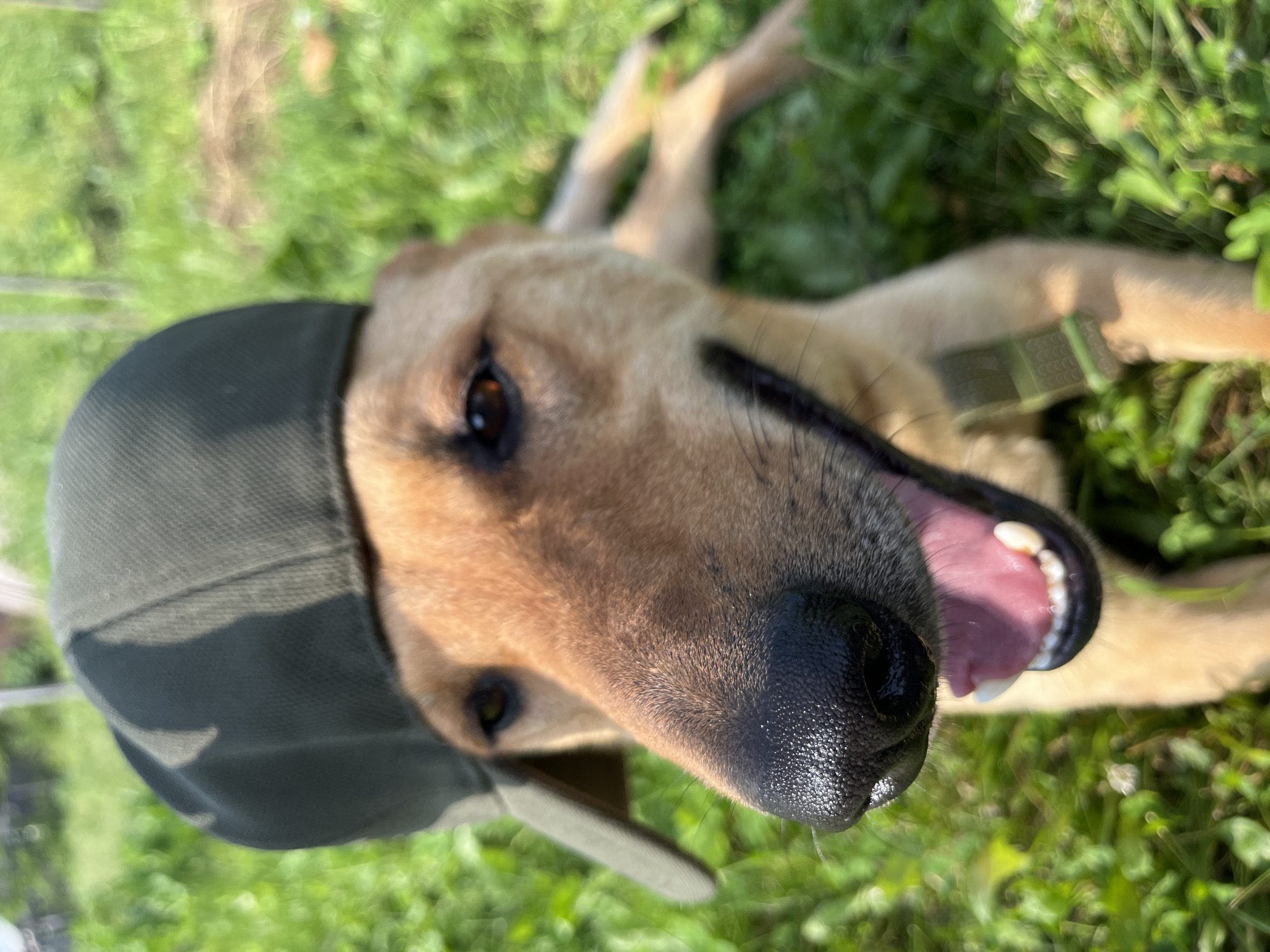 The image shows a close-up, low-angle shot of a tan-colored dog lying on its back in green grass, outdoors. The dog is wearing a dark green baseball cap, tilted to the side, and has its mouth open, appearing to pant or smile. Its tongue and teeth are visible. The background is blurred, but suggests a sunny day with ample green foliage. The dog's collar, a green woven material, is visible around its neck. The focus is on the dog's face, with its eyes, nose, and open mouth prominently featured. The overall impression is one of a playful and happy pet enjoying the outdoors.