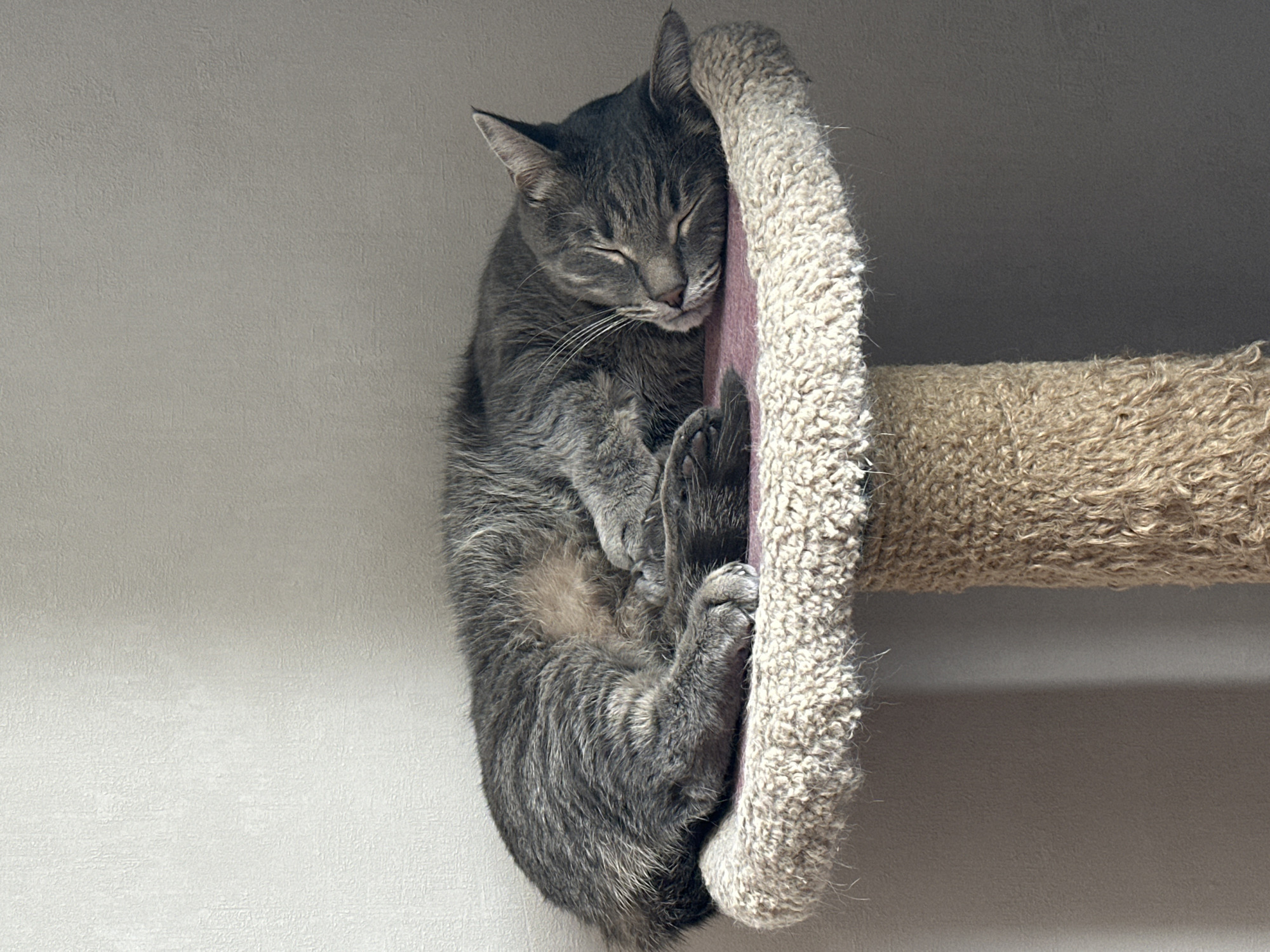This image captures a grey tabby cat sleeping soundly indoors in Krasnoyarsk, Russia. The cat is curled up in a vertical position, leaning against and partially nestled into a multi-textured cat tree or scratching post. Its eyes are closed, and its facial expression conveys deep peace and comfort. The cat's grey fur features subtle tabby stripes, and its paws are tucked close to its body, adding to its relaxed posture.
The cat tree is composed of several materials: a plush, cream-colored fabric provides a soft surface where the cat's head and upper body rest, and a section of reddish-purple fabric is visible directly behind the cat. To the right of the sleeping cat, a segment of a light brown, coarse, sisal-like scratching post is visible. The background consists of a plain, light-colored wall, suggesting a domestic indoor setting. The lighting is soft and even, indicating a well-lit interior, likely during the daytime. There is no visible text in the image.